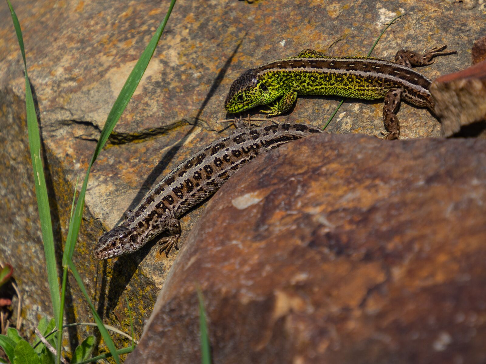 Olympus OM-D E-M10 III sample photo. Lizard, green, male photography