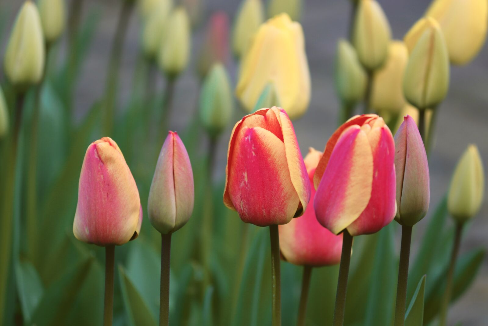 Canon EOS 200D (EOS Rebel SL2 / EOS Kiss X9) sample photo. Tulip buds, tulips, closed photography