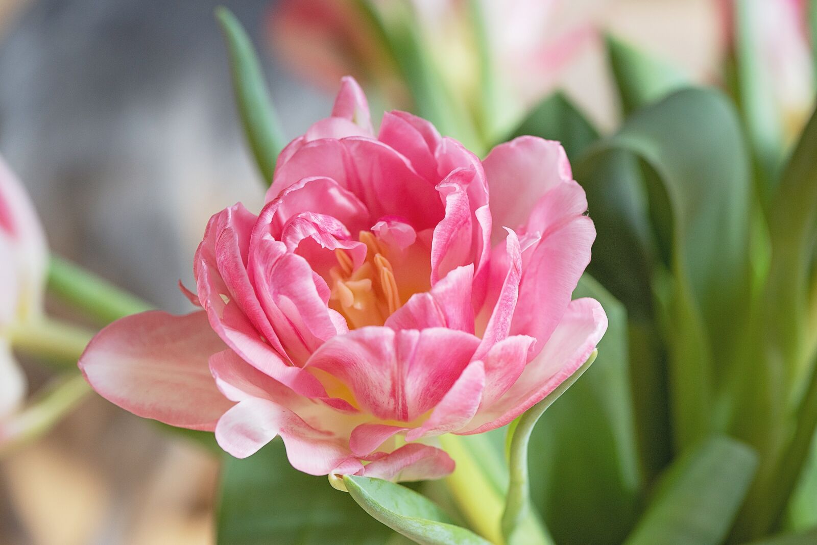 Nikon D750 sample photo. Flower, blossom, bloom photography
