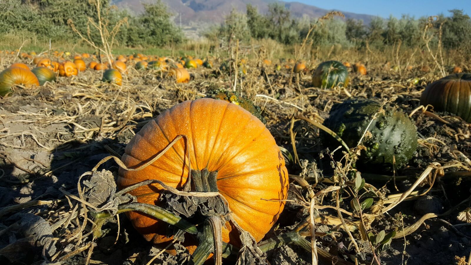 Samsung Galaxy S6 sample photo. Halloween, fall, pumpkin photography