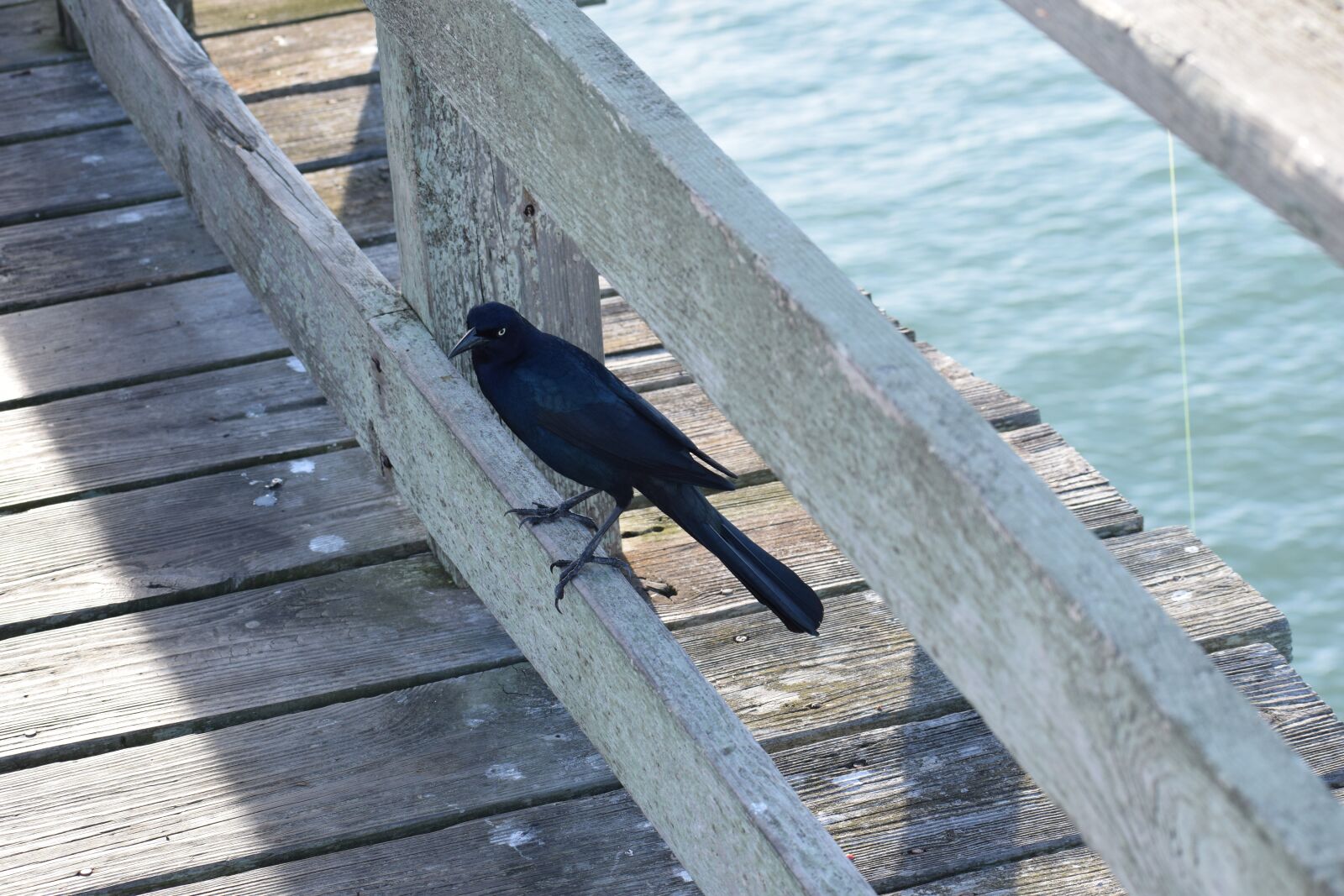 Nikon D3300 sample photo. Bird, feathers, pier photography