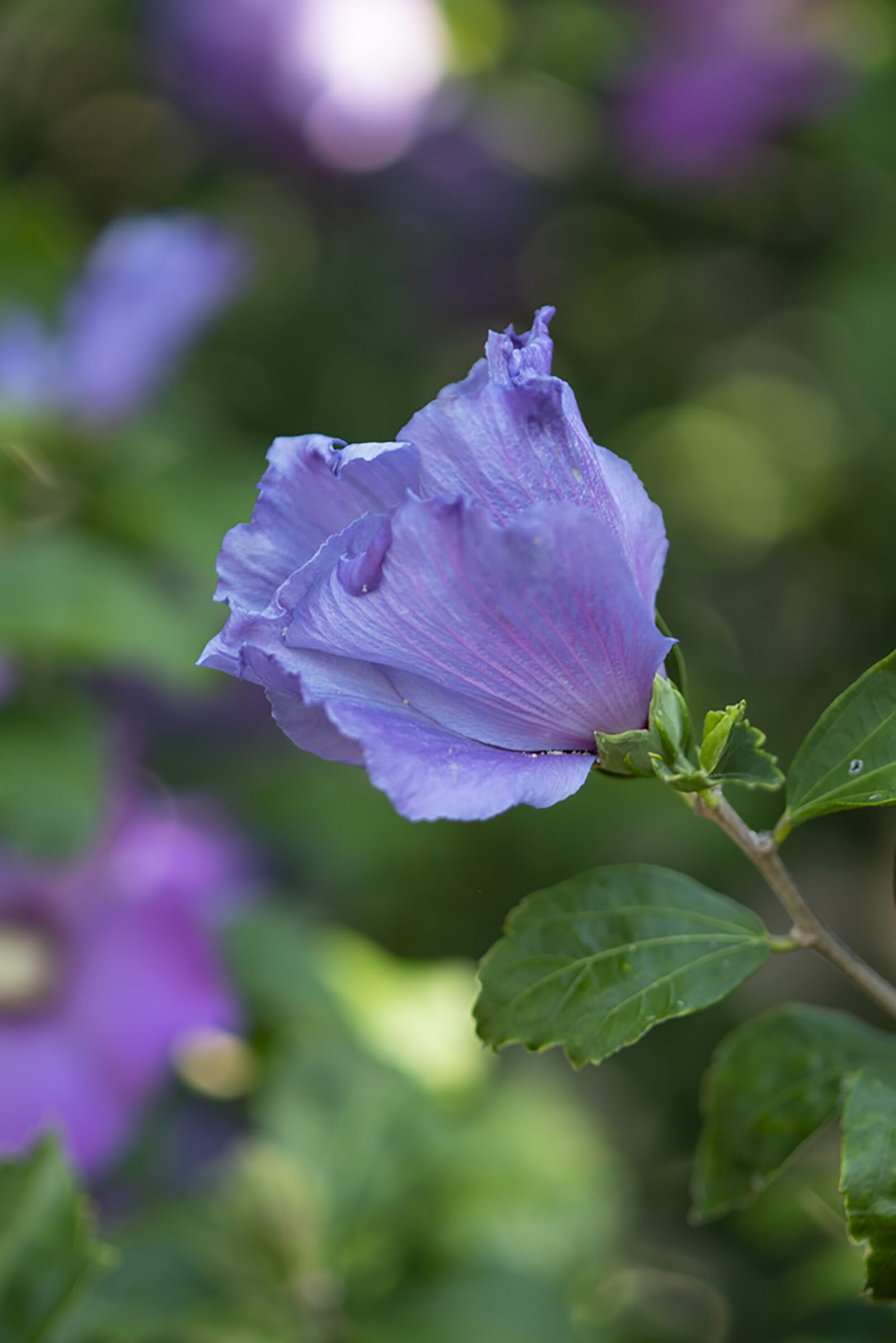 Nikon D7500 sample photo. Flower, purple flower, petals photography