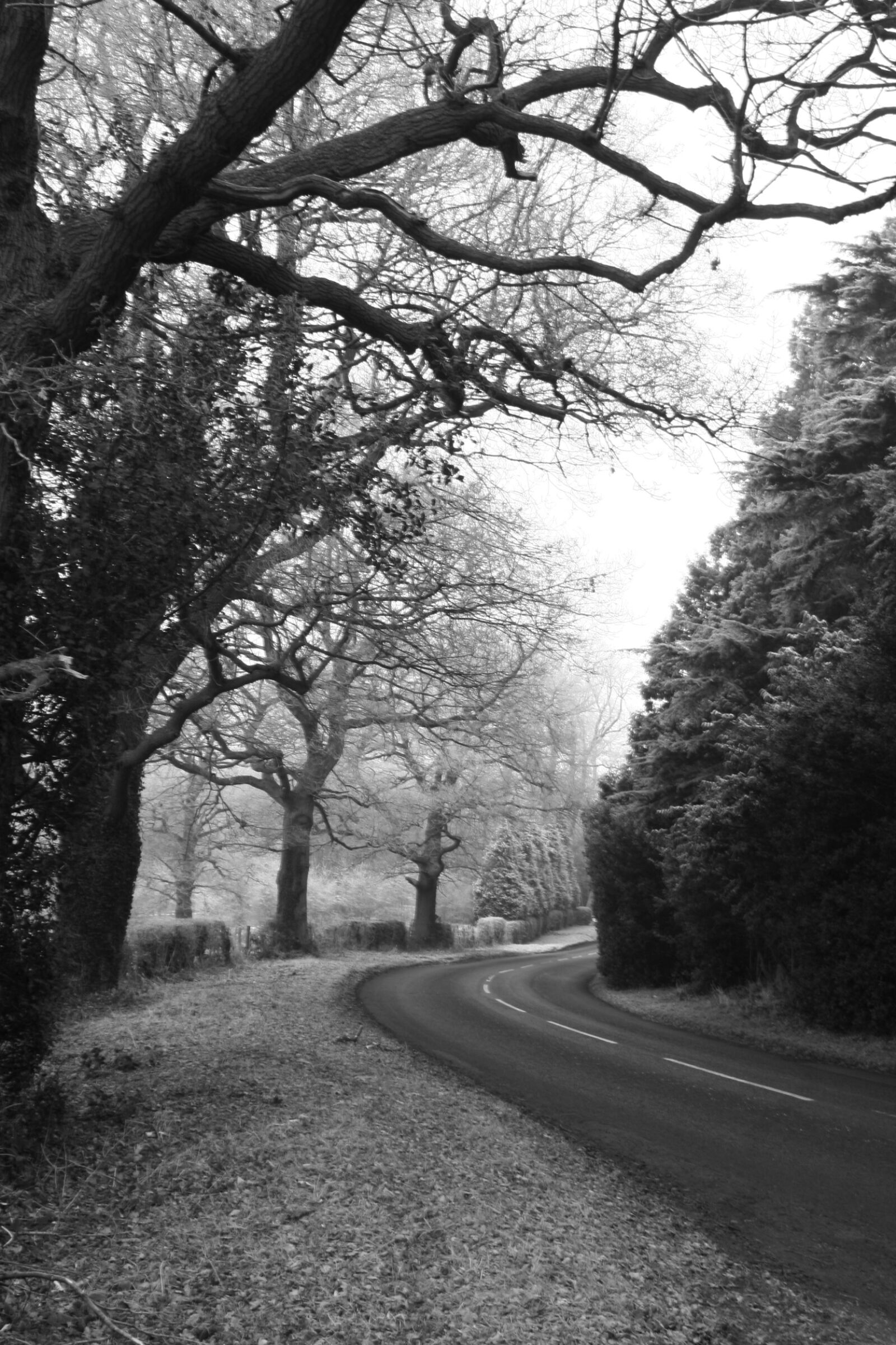 Canon EOS 350D (EOS Digital Rebel XT / EOS Kiss Digital N) sample photo. Frost, oak, road, winter photography
