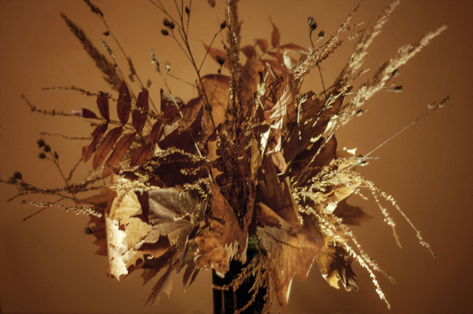 KONICA MINOLTA DYNAX 7D sample photo. Autumn, fall, warm photography