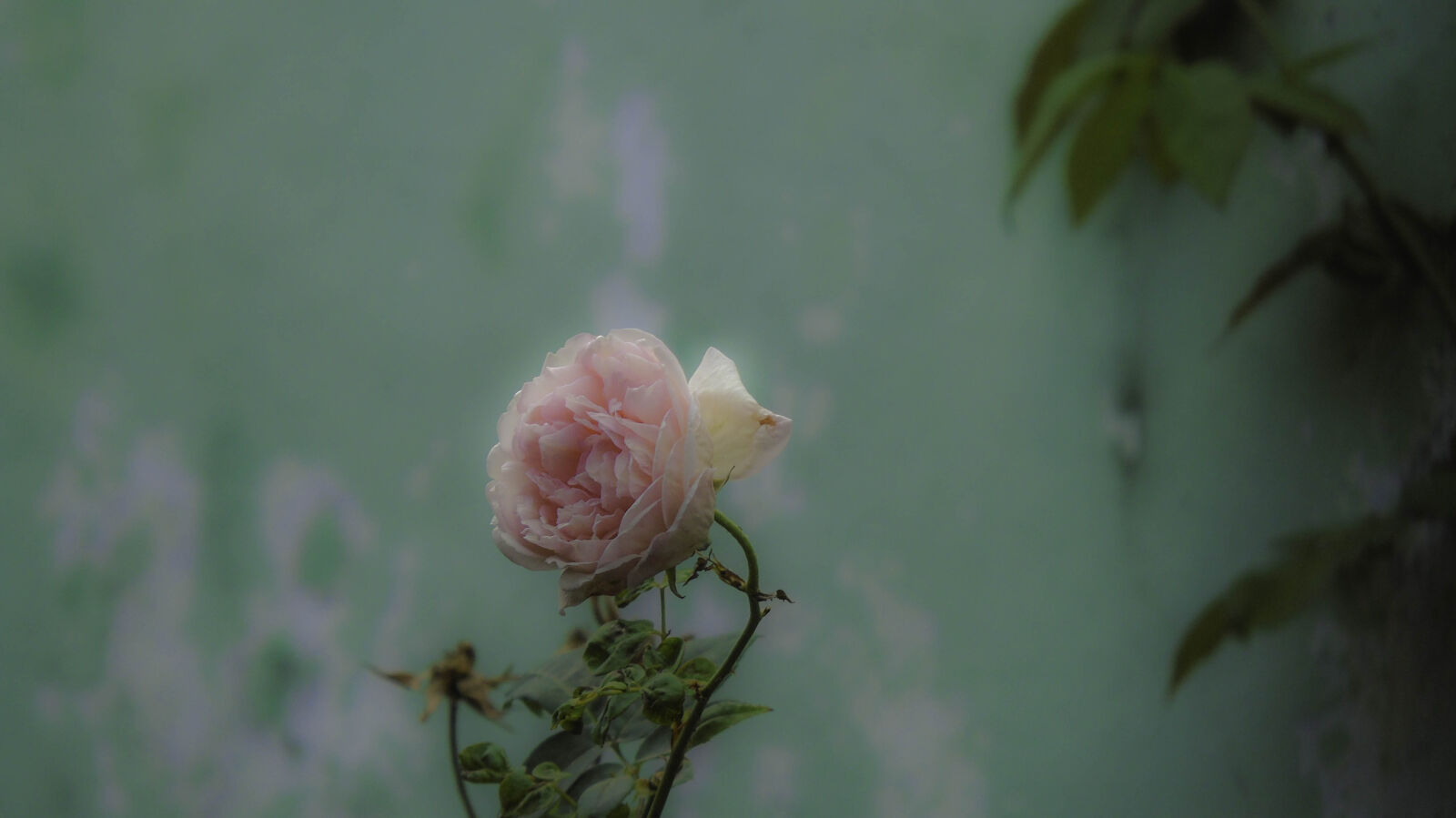 Sony Cyber-shot DSC-H400 sample photo. Flower, rose photography