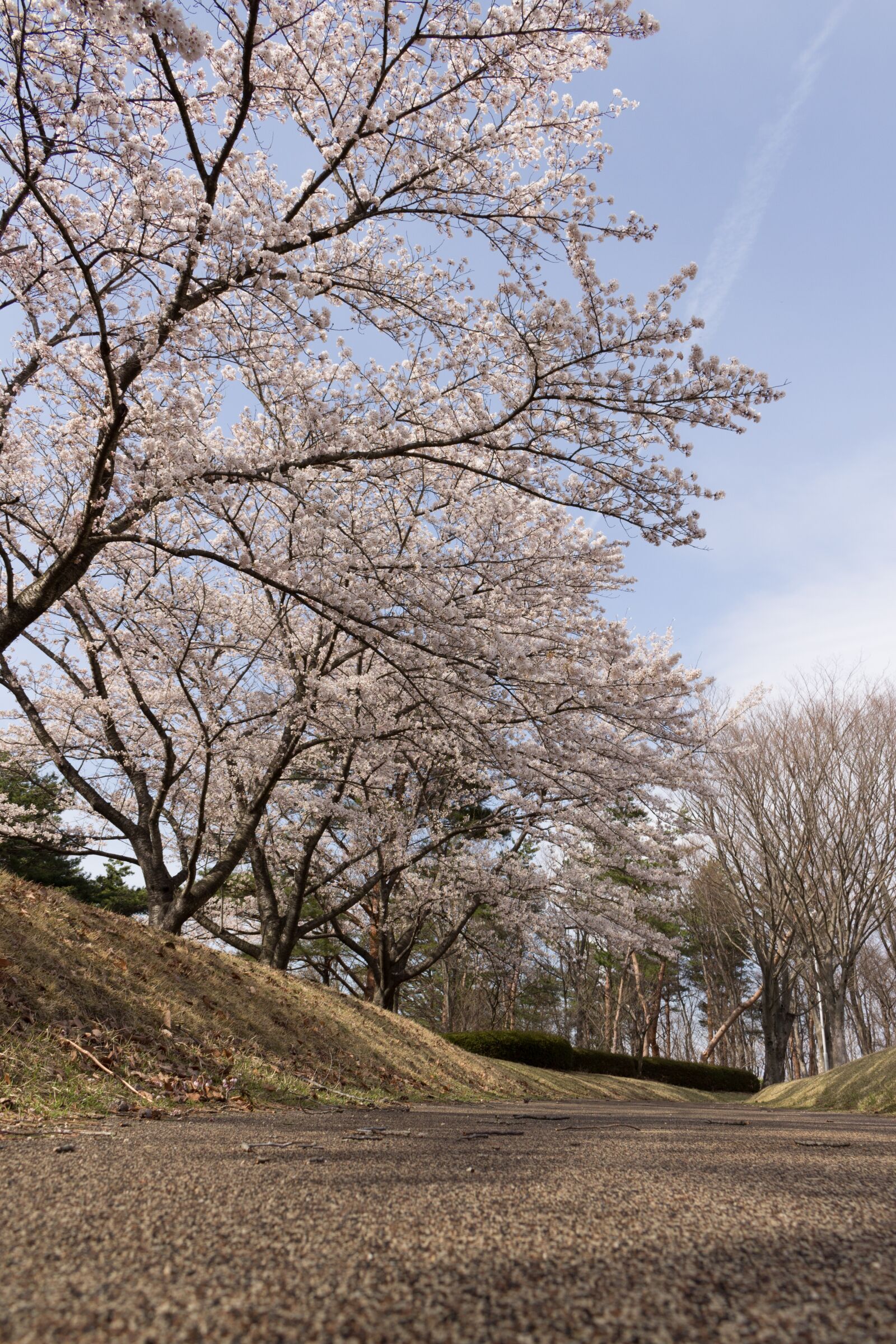 Canon EOS 100D (EOS Rebel SL1 / EOS Kiss X7) sample photo. Flowers, cherry blossoms, japan photography
