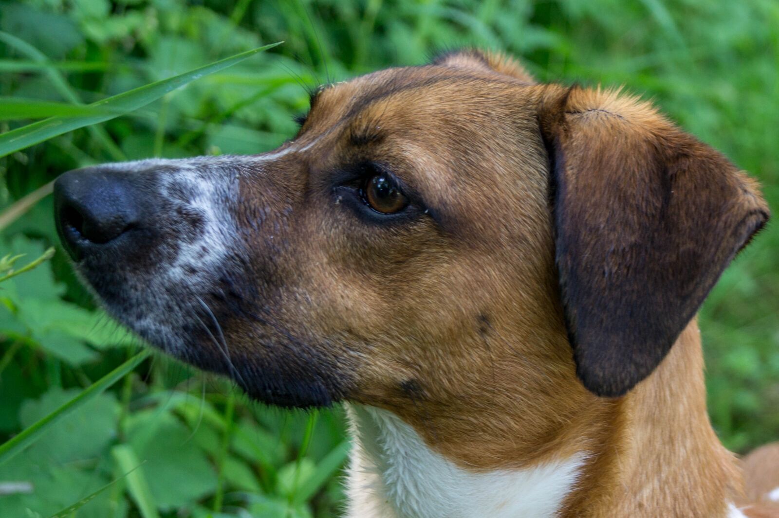 Sony DT 18-55mm F3.5-5.6 SAM II sample photo. Dog, head, pet photography