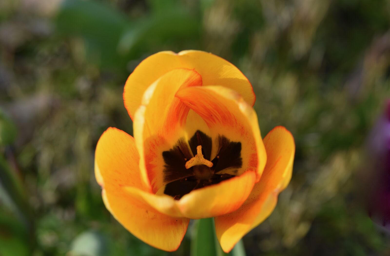 Nikon D5600 sample photo. Flower, tulip, tulip yellow photography