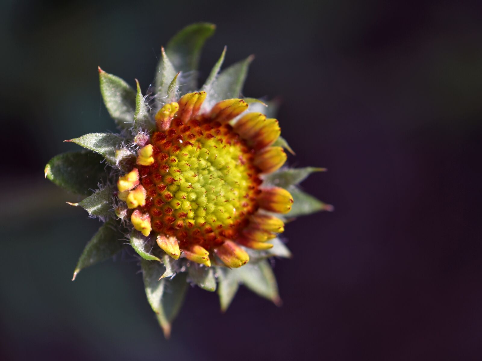 Nikon D5600 sample photo. Kodadenblume, flower, plant photography