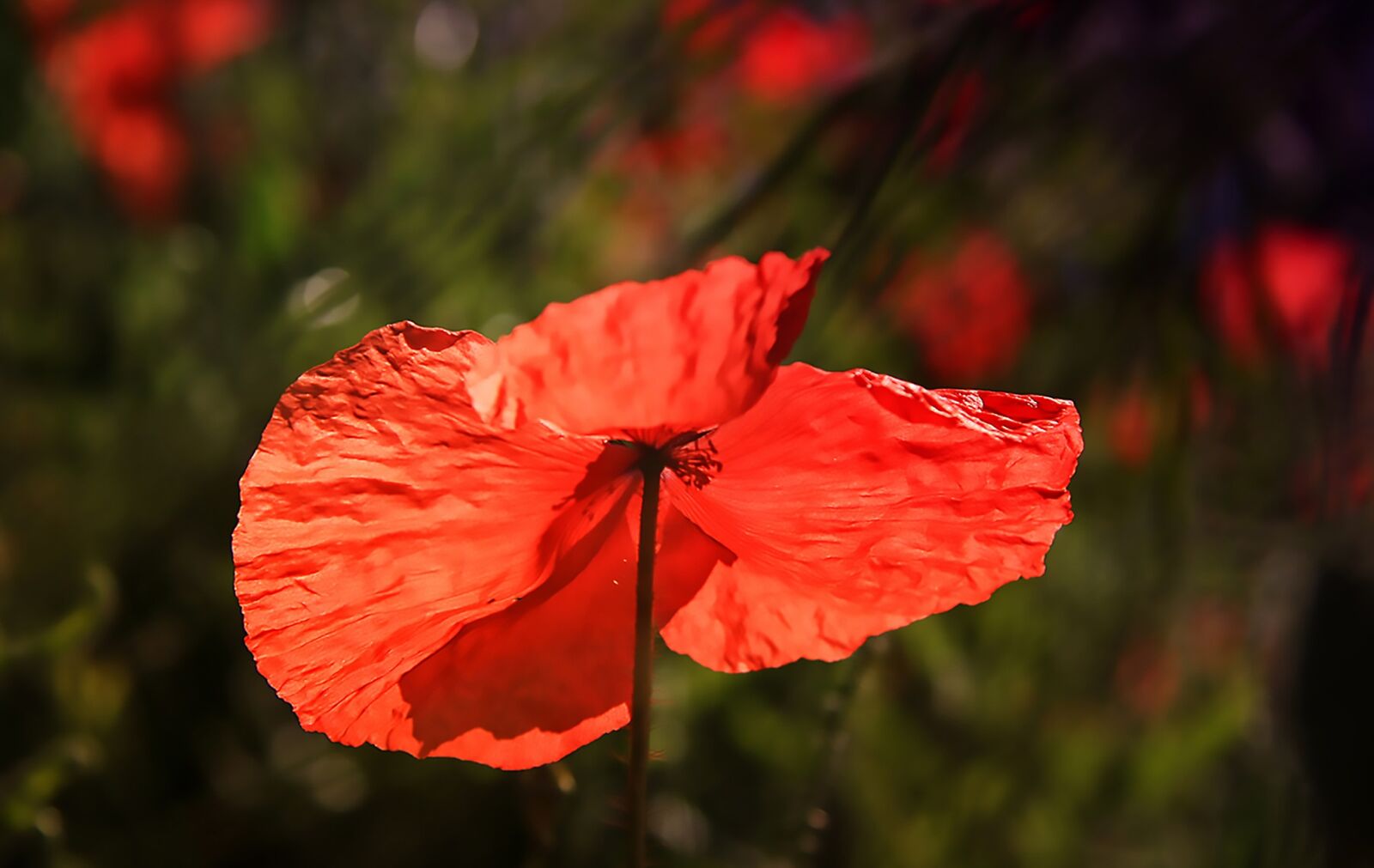 Canon EOS 1000D (EOS Digital Rebel XS / EOS Kiss F) sample photo. Poppy, flowers, spring photography