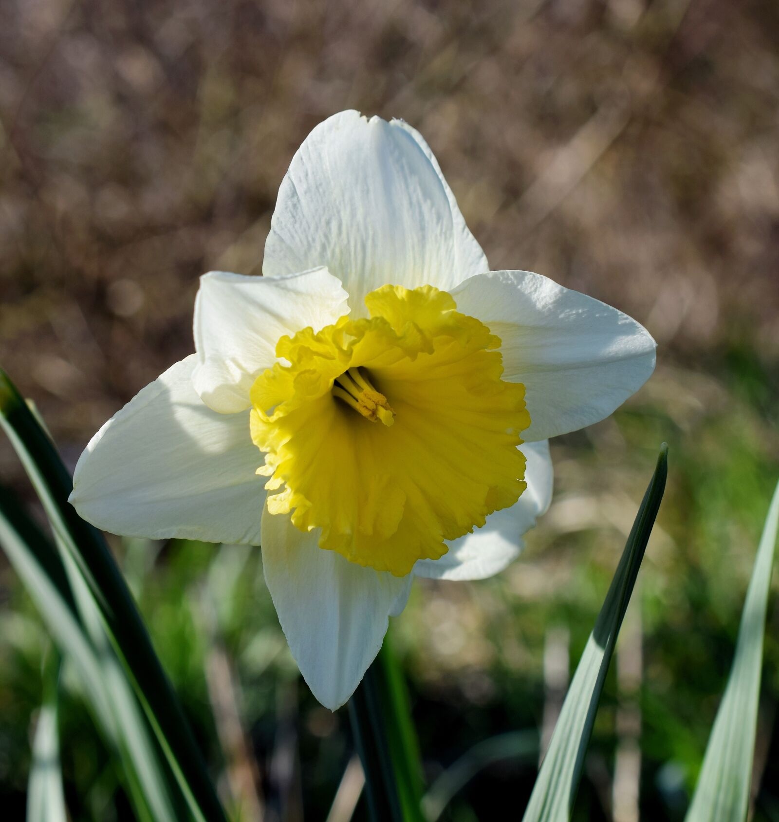 Nikon D5300 sample photo. Narcissus, narcissus pseudonarcissus, spring photography