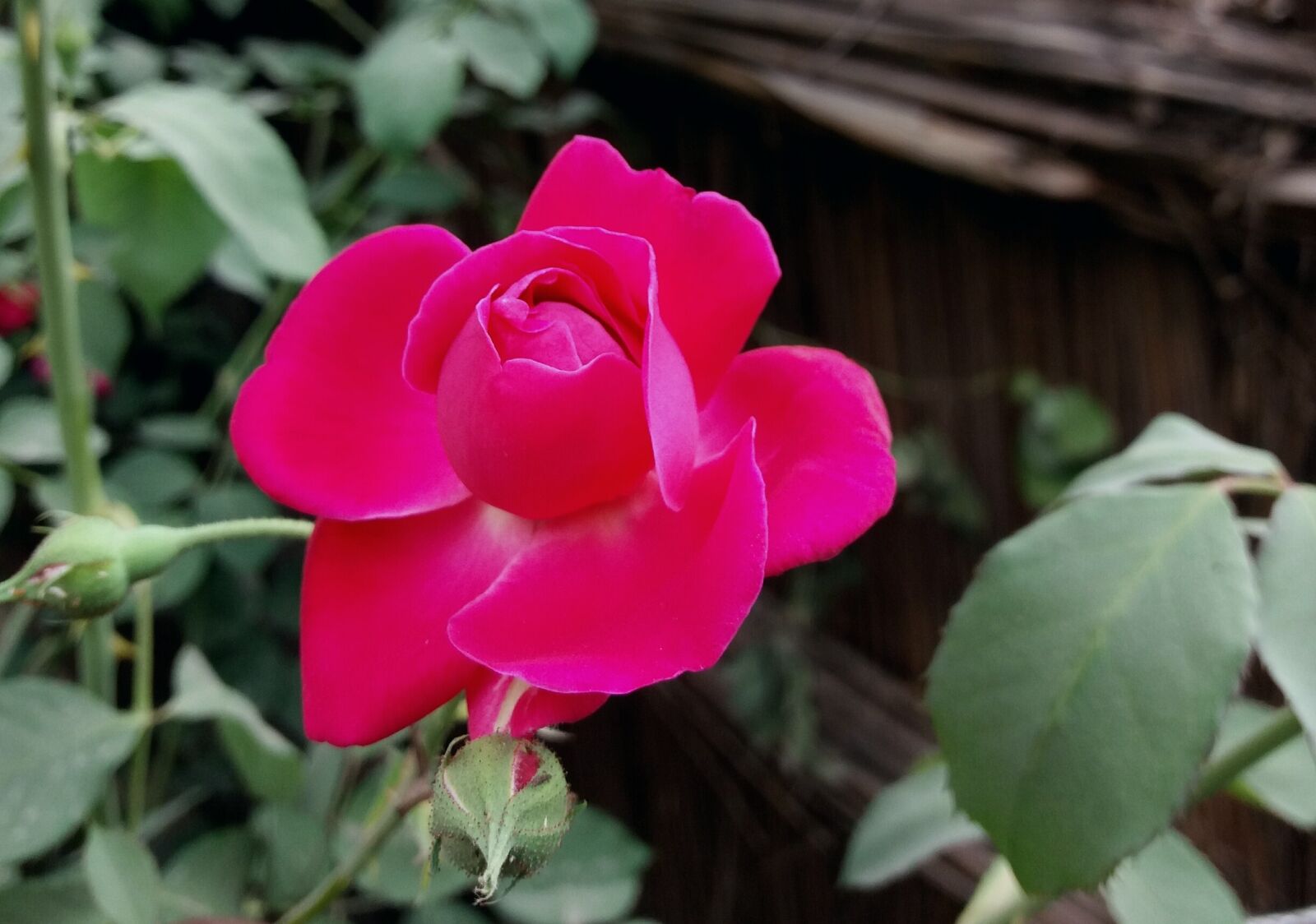 Samsung Galaxy J5 sample photo. Flower, nature, flora photography