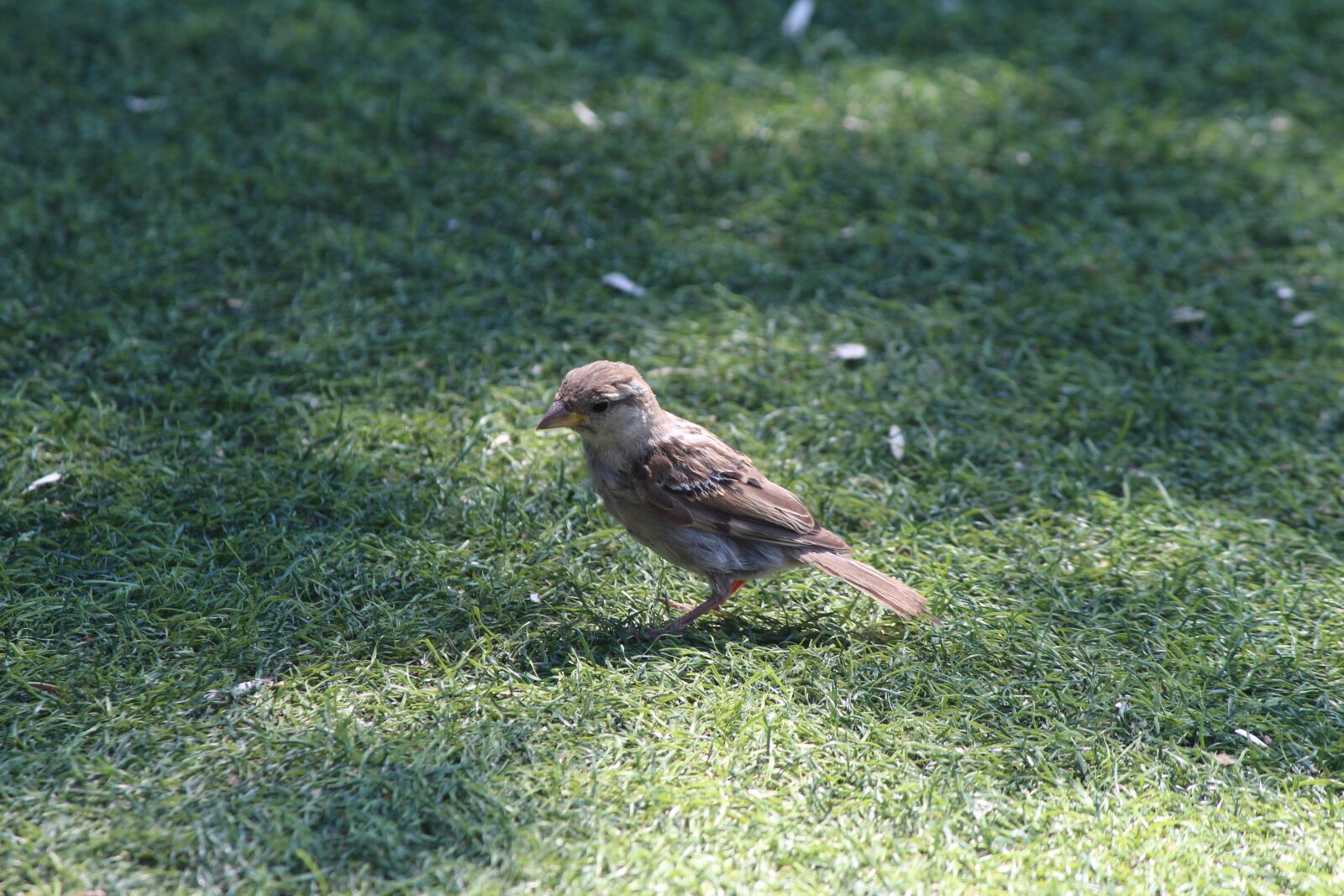 Canon EOS 700D (EOS Rebel T5i / EOS Kiss X7i) + Canon EF-S 55-250mm F4-5.6 IS sample photo. Sparrow, grass, istanbul photography
