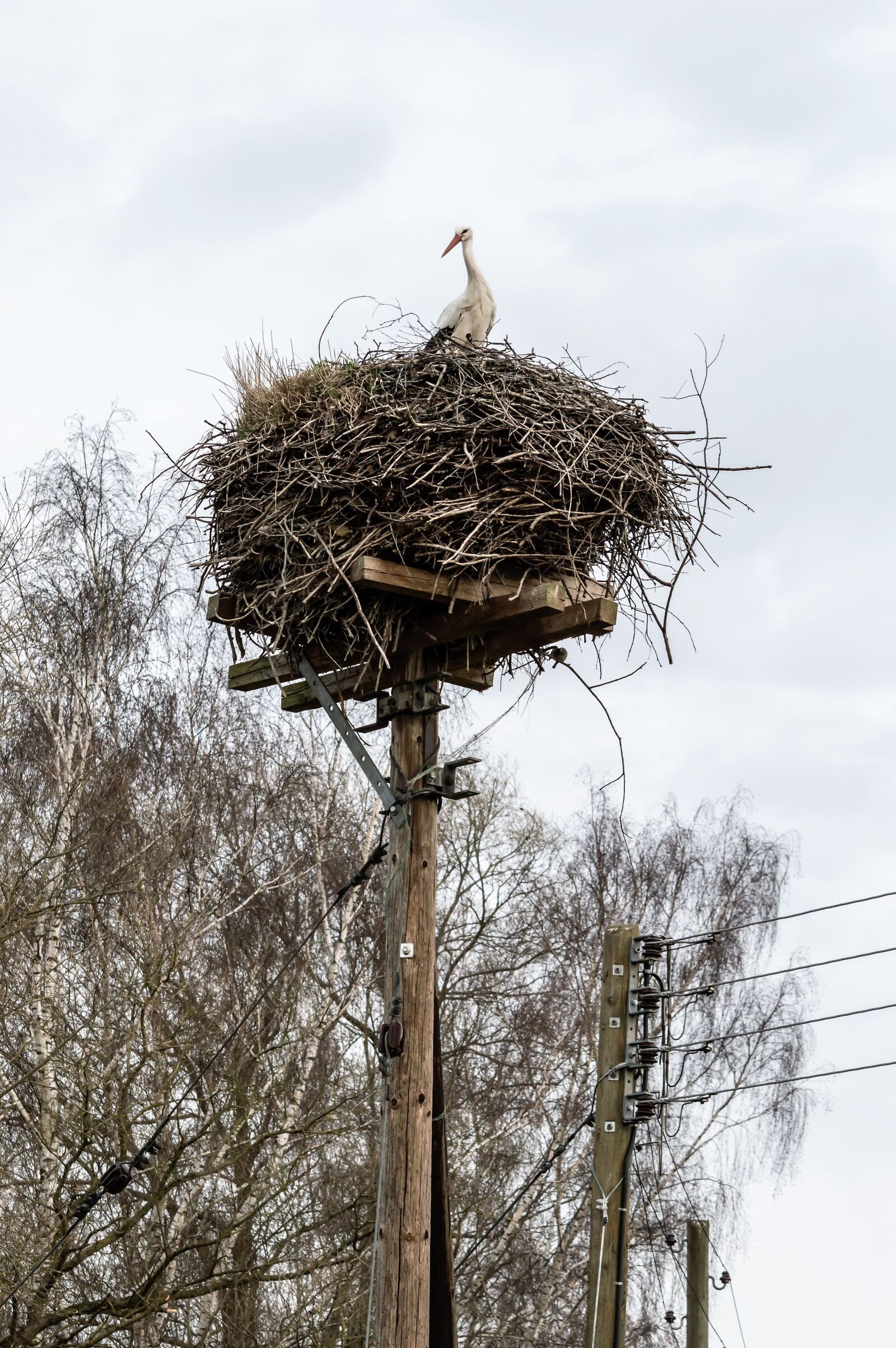 Nikon D3200 sample photo. Rattle stork, nest, stork photography