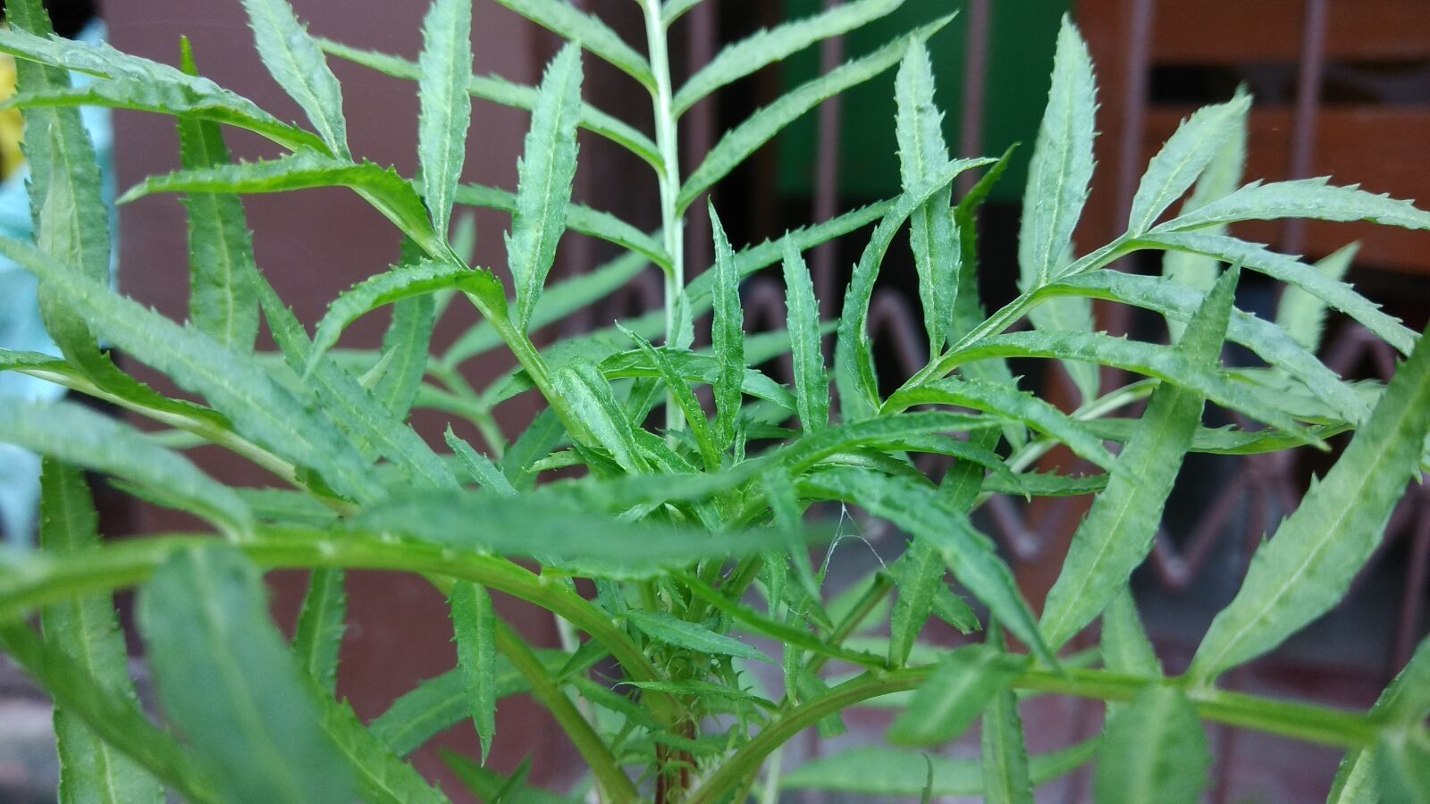 Xiaomi Redmi Note 4 sample photo. Leaf, green leaf, green photography