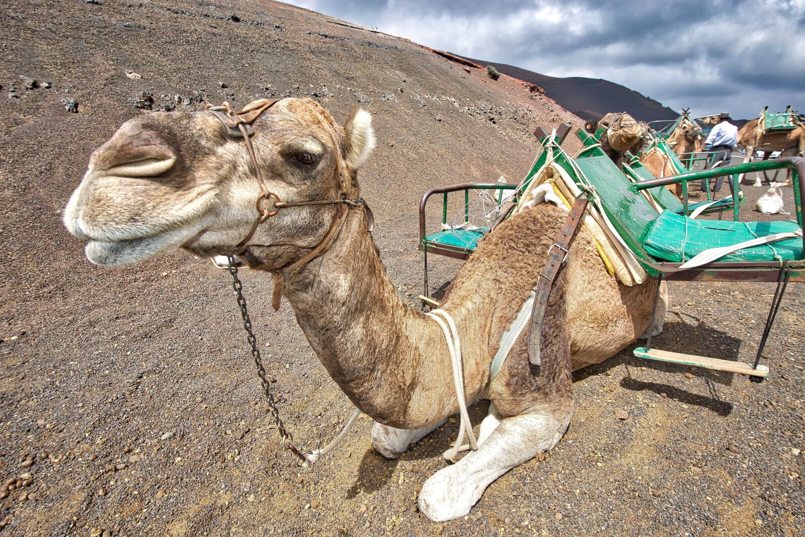 Nikon D800 sample photo. Camels, caravan, desert photography