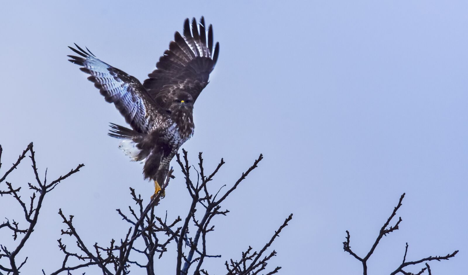 Nikon D7200 sample photo. Bird, nature, wildlife photography
