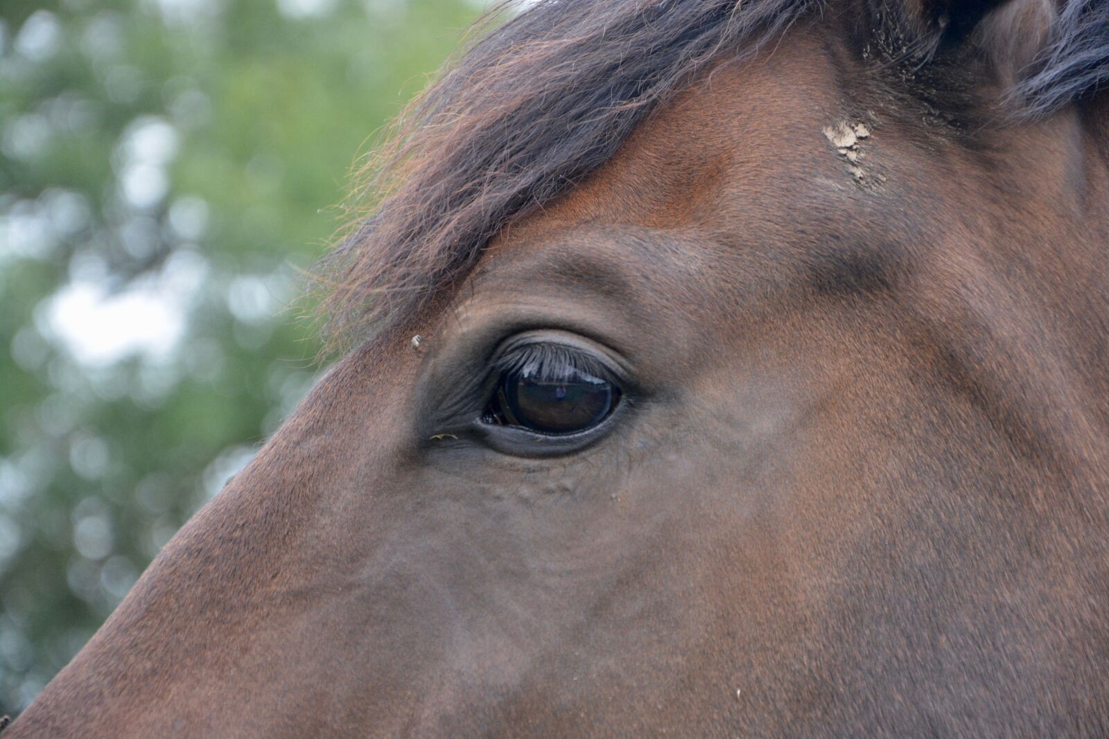 Nikon D5200 sample photo. Horse, eye, brown horse photography