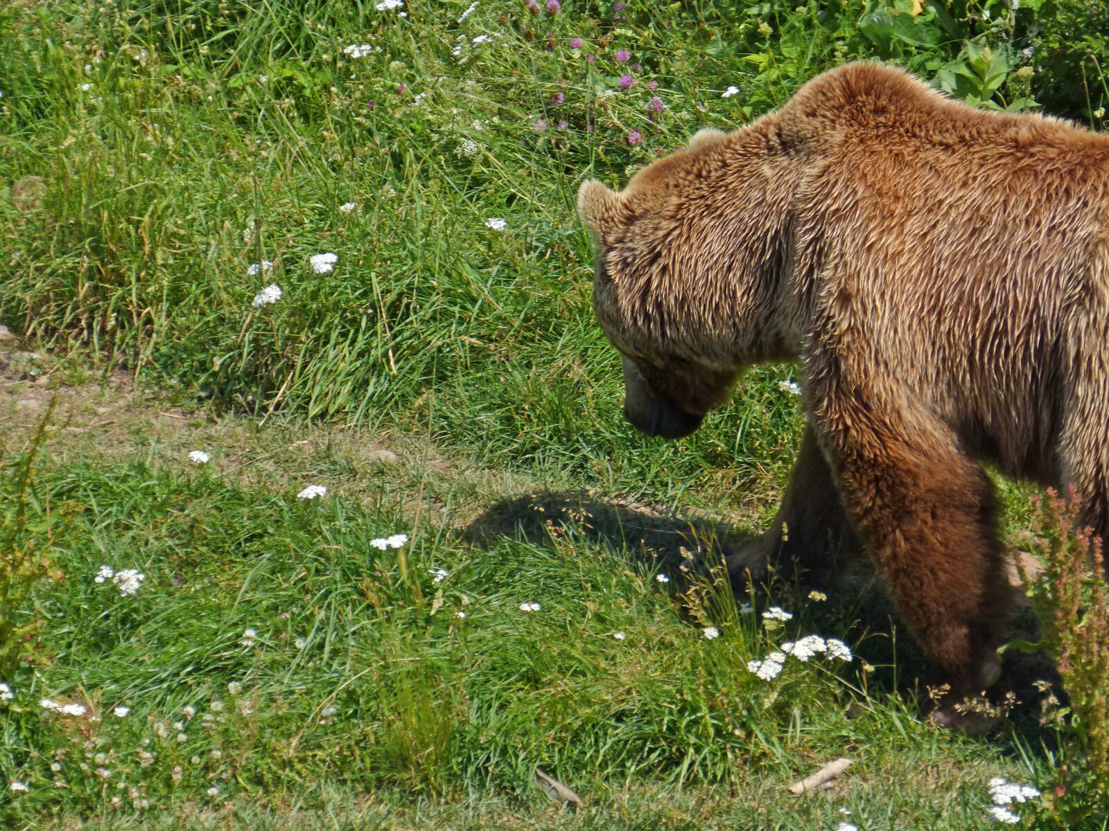 Panasonic DMC-FZ62 sample photo. Bear, brown bear, andorra photography