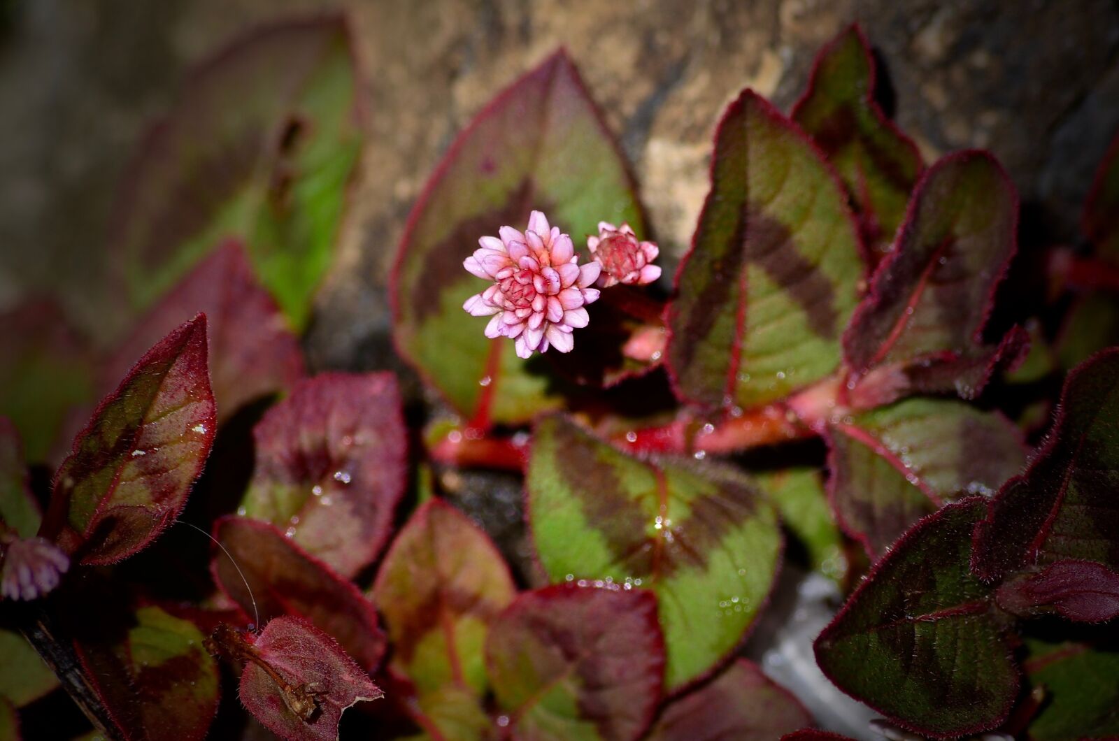 Nikon D7000 sample photo. Pink, floral, leaves photography