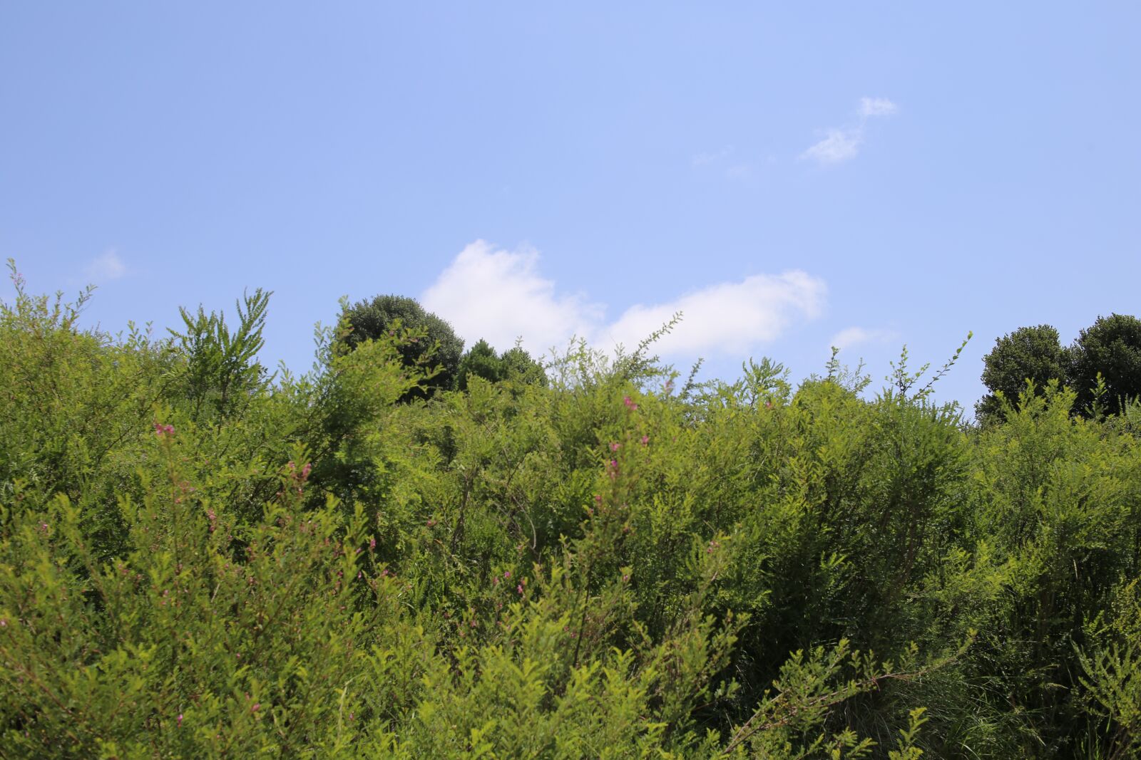 Canon EOS 6D sample photo. Shalozan, landscape, laila garden photography