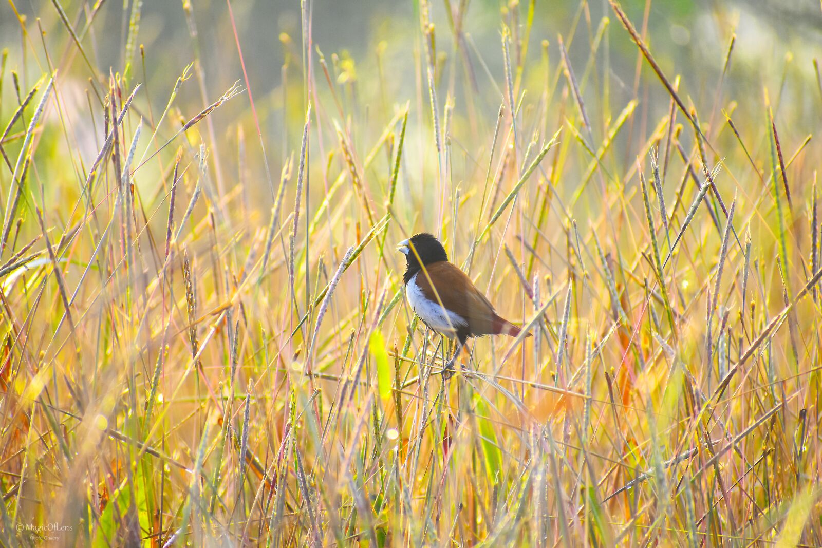 Nikon D3400 sample photo. Tricolor, munia, taking photography
