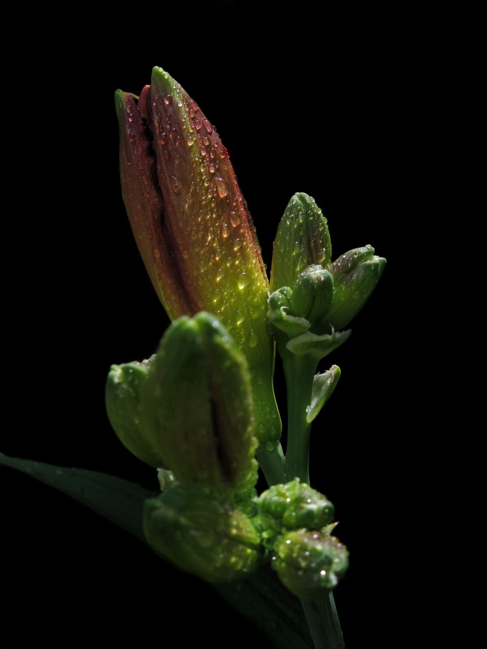 Canon PowerShot G15 sample photo. Large-flowered daylily, raindrop, black photography
