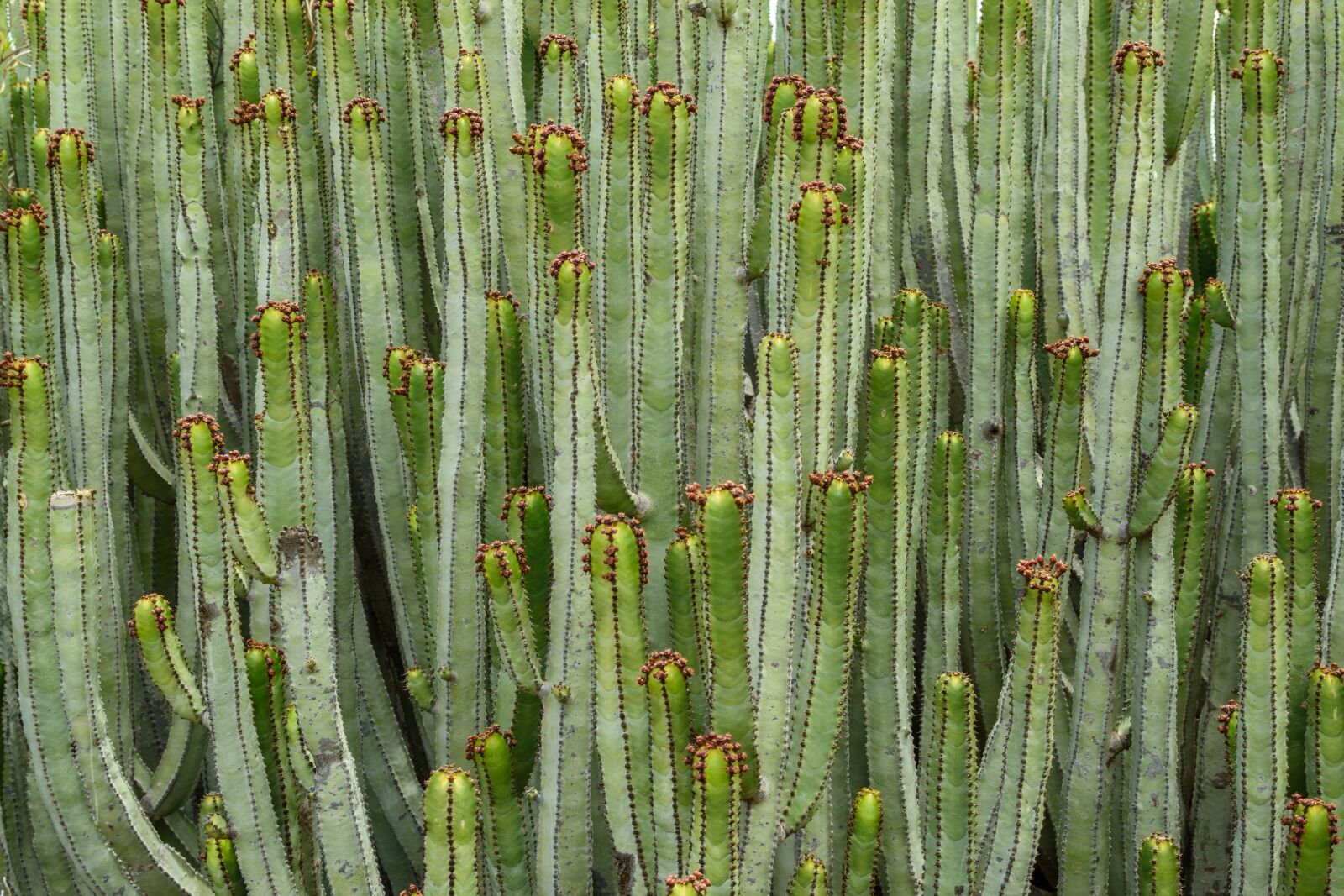 Nikon D5500 sample photo. Cactus, tenerife, canary islands photography