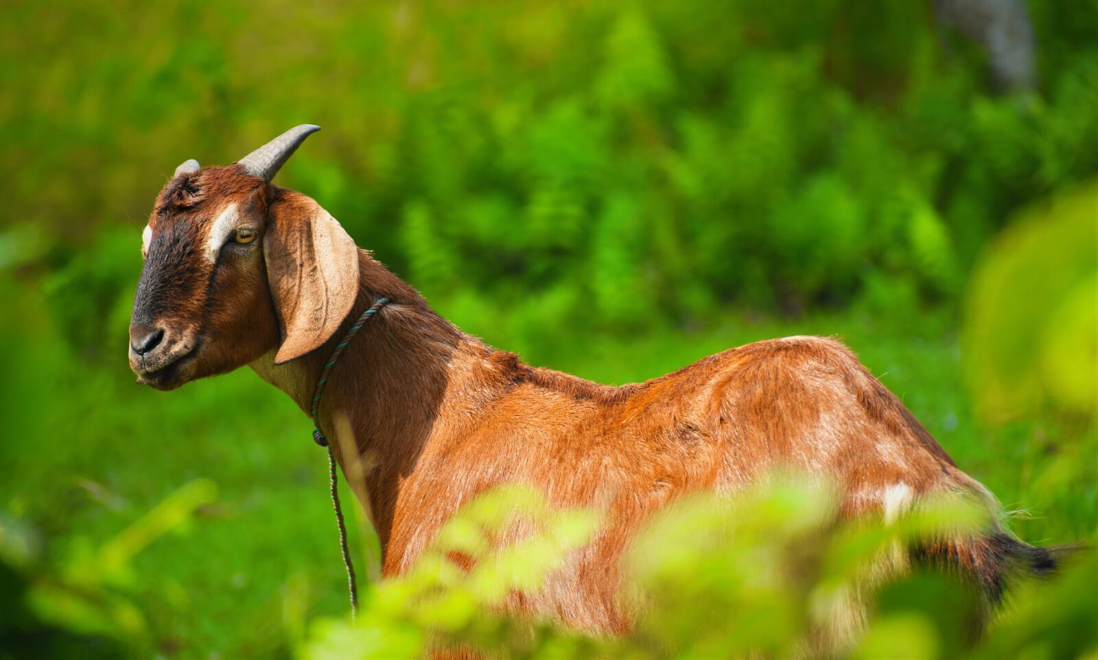 Nikon D5600 sample photo. Nature, animal, grass photography