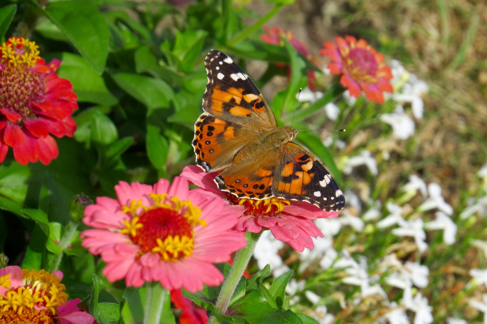 Canon PowerShot SX50 HS sample photo. Monarch, butterfly photography