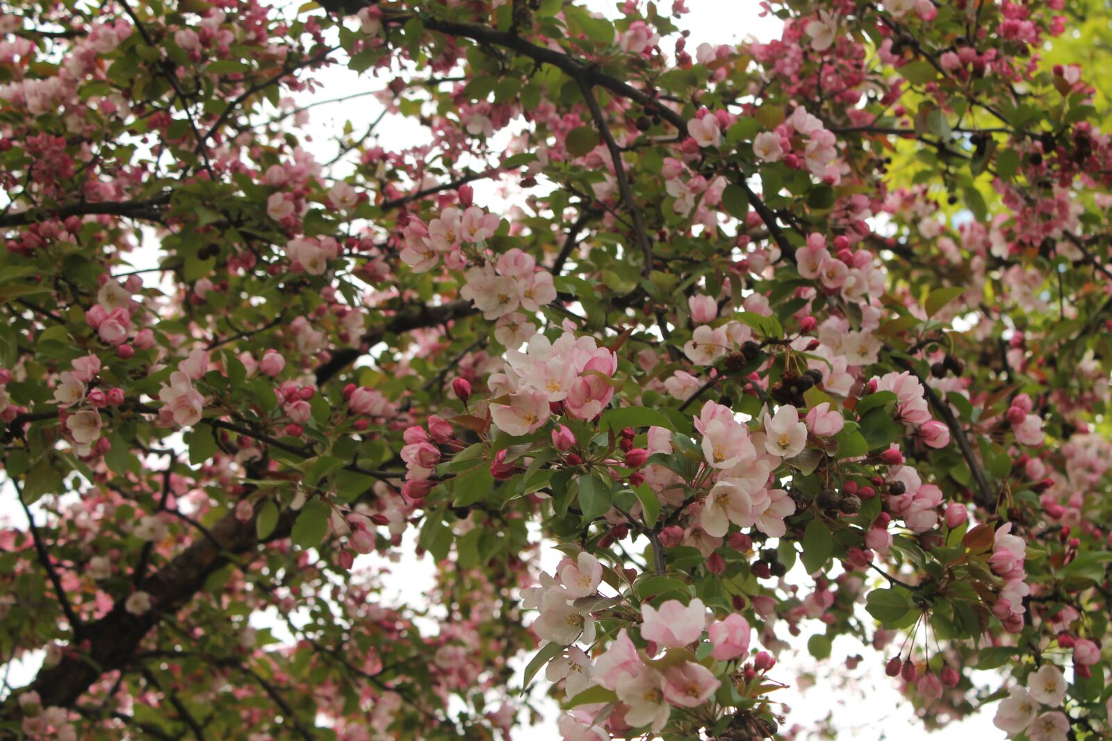 Canon EOS 1100D (EOS Rebel T3 / EOS Kiss X50) sample photo. Spring, blossom, bloom photography