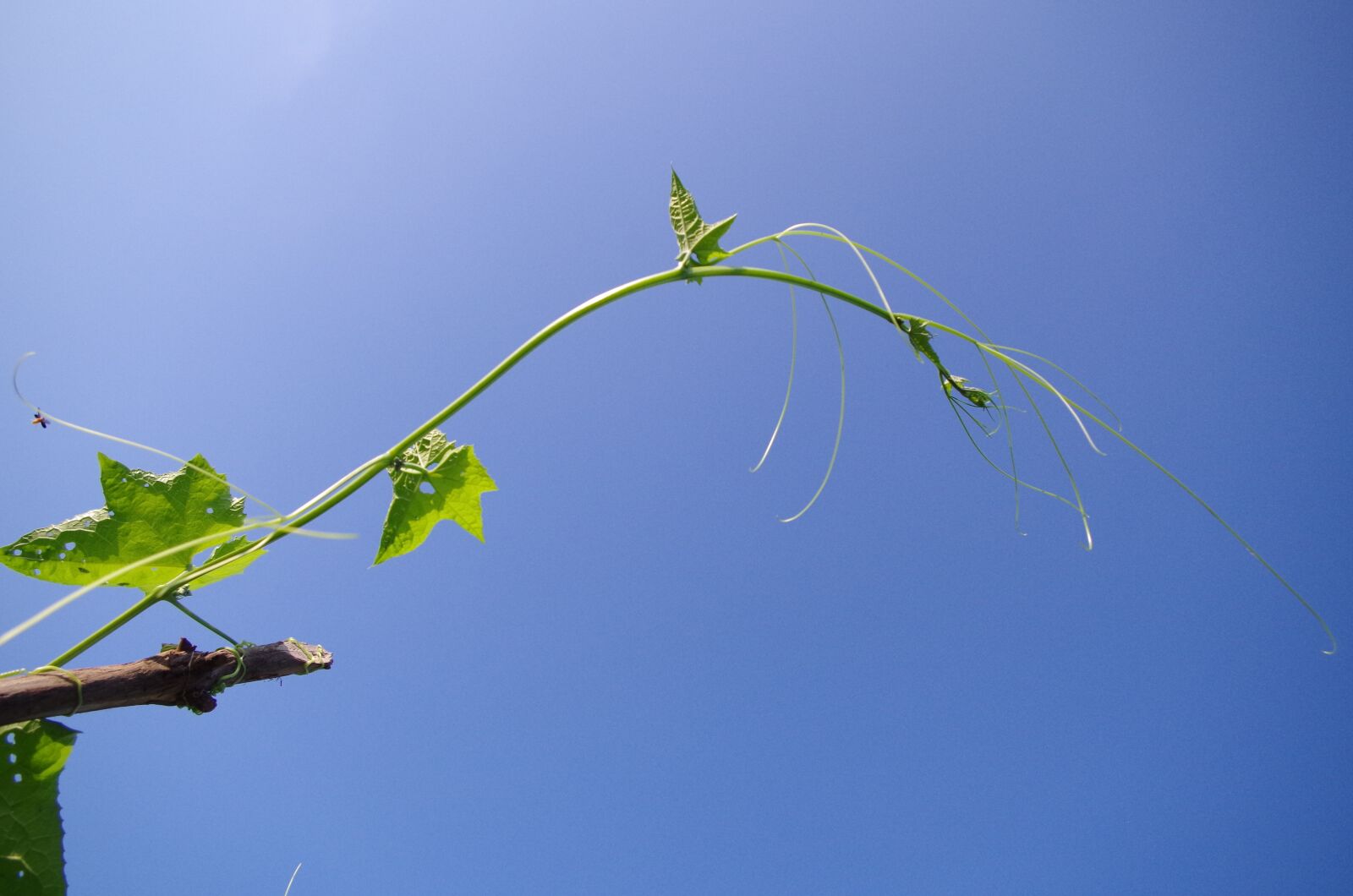 Pentax K-30 sample photo. Blue sky, vine, bright photography