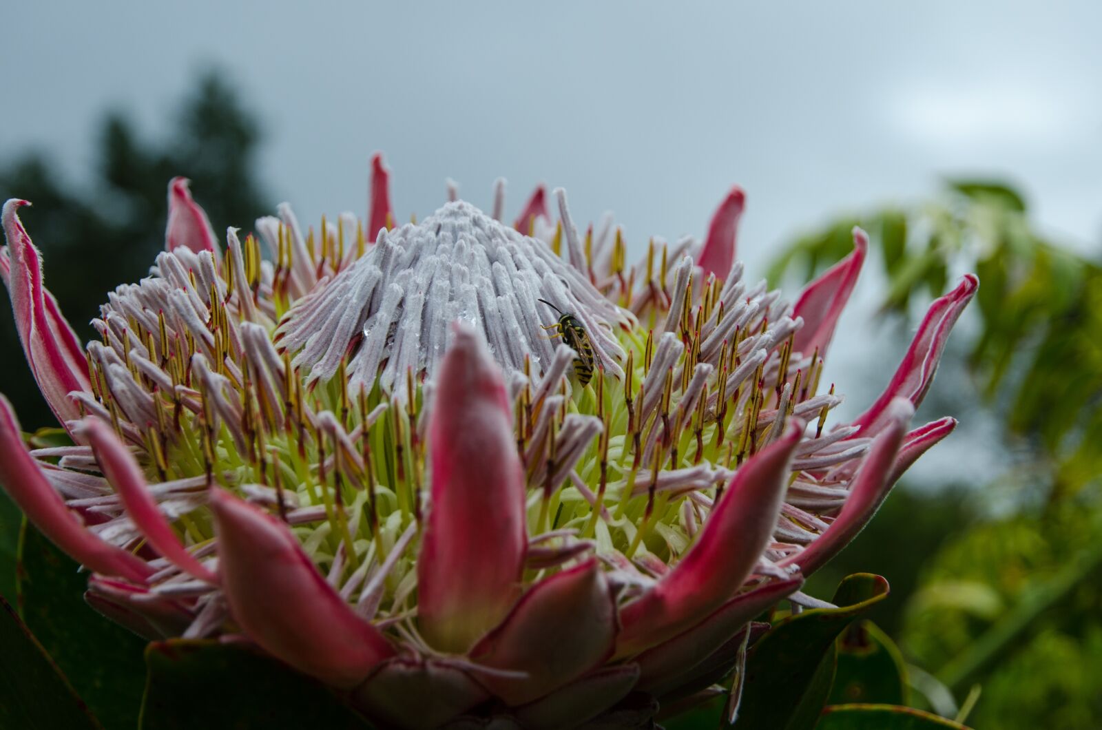 Nikon D7000 sample photo. Flower, white, yellow photography