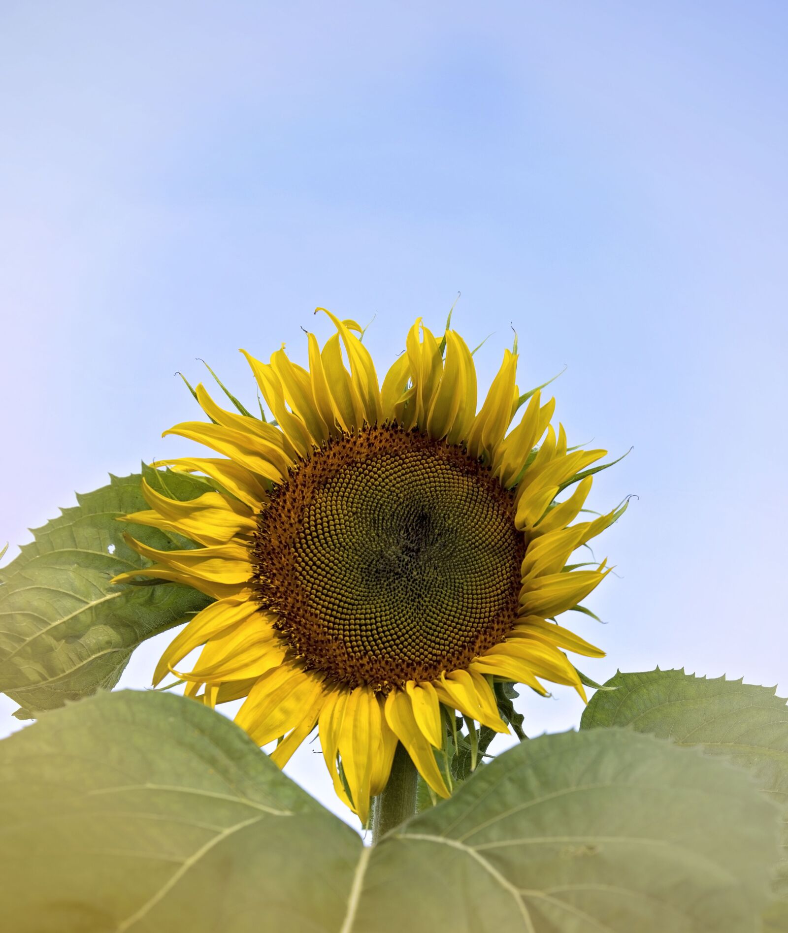 Nikon D810 sample photo. Sunflower, summer, flower photography