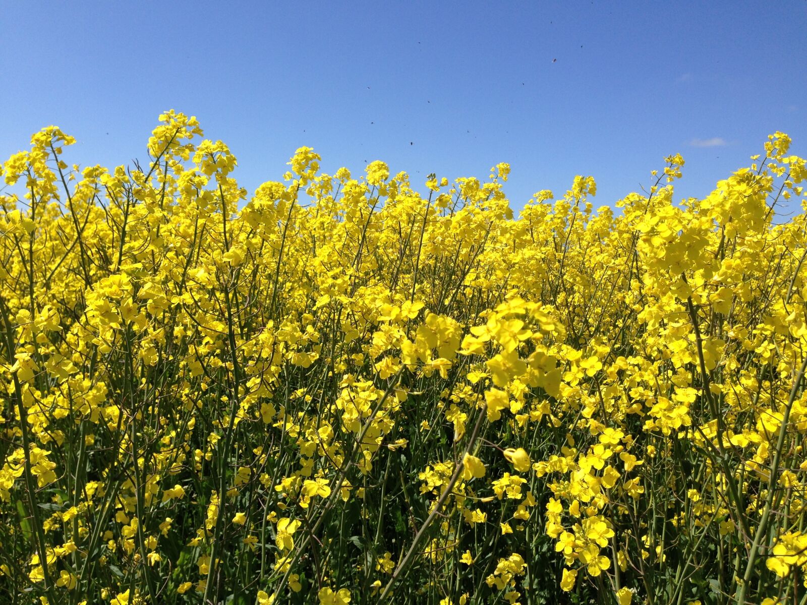 iPhone 5 back camera 4.12mm f/2.4 sample photo. Canola, field, nature photography