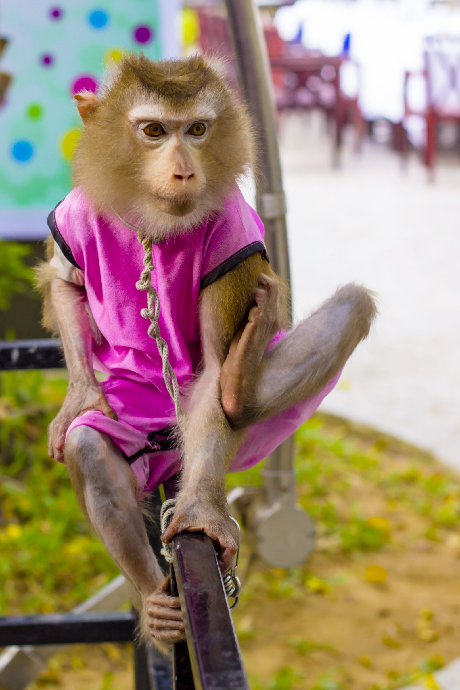 Canon EOS 600D (Rebel EOS T3i / EOS Kiss X5) + Canon EF 50mm F1.8 II sample photo. Pet monkey, monkey, foot photography