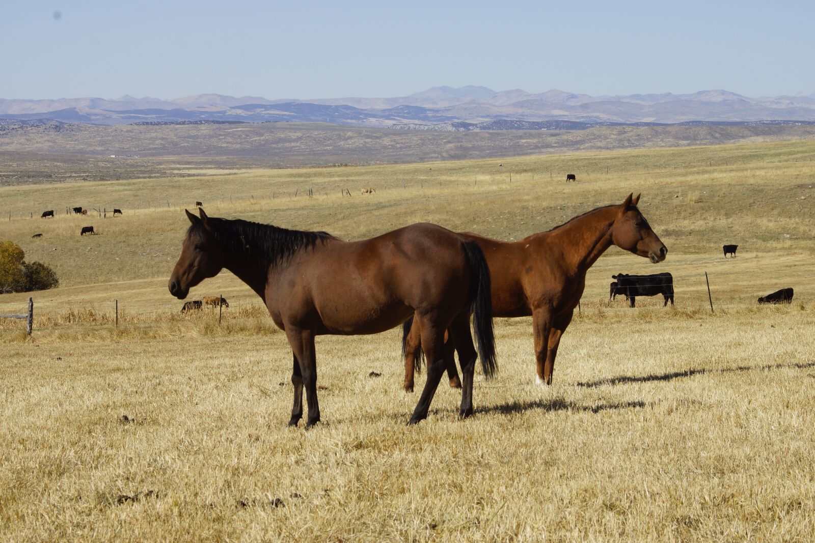 Sony SLT-A77 sample photo. Horses, ranch, horse photography