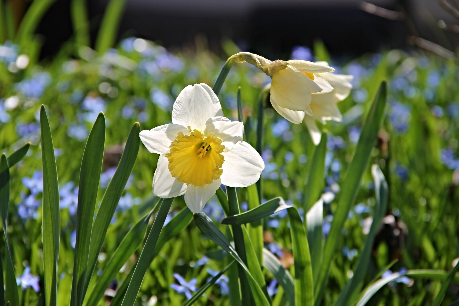 Canon EOS 1100D (EOS Rebel T3 / EOS Kiss X50) sample photo. Narcissus, narcissus pseudonarcissus, ostergloeckchen photography
