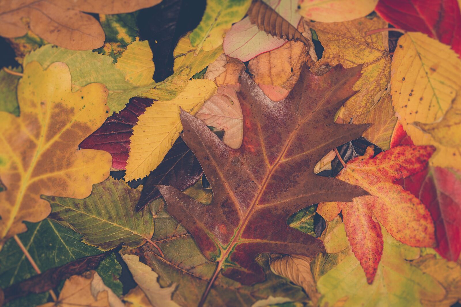 Sony SLT-A58 + 105mm F2.8 sample photo. Sheet, autumn, autumn leaf photography