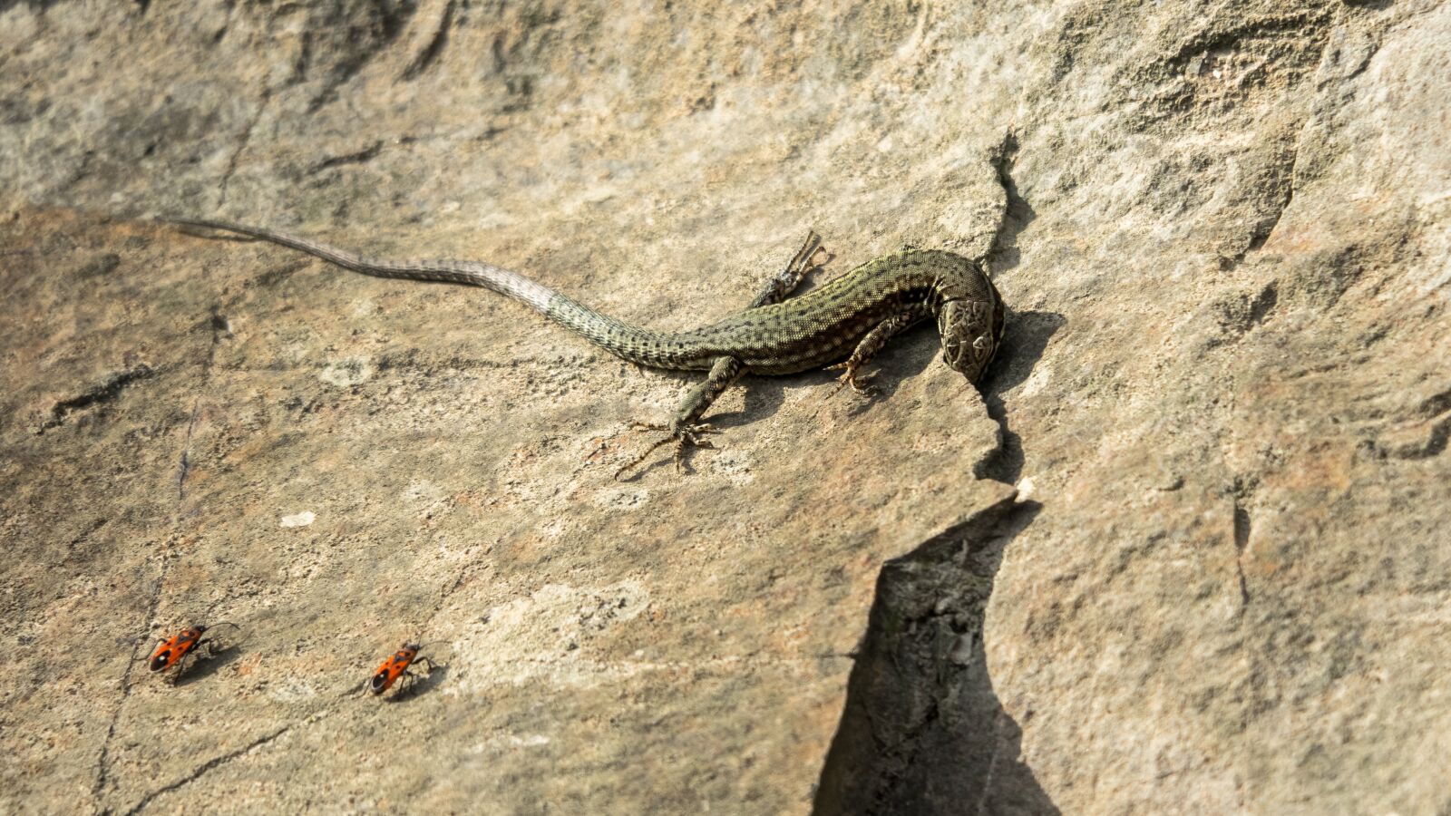 Canon PowerShot G3 X sample photo. Lizard, reptile, shed lizard photography