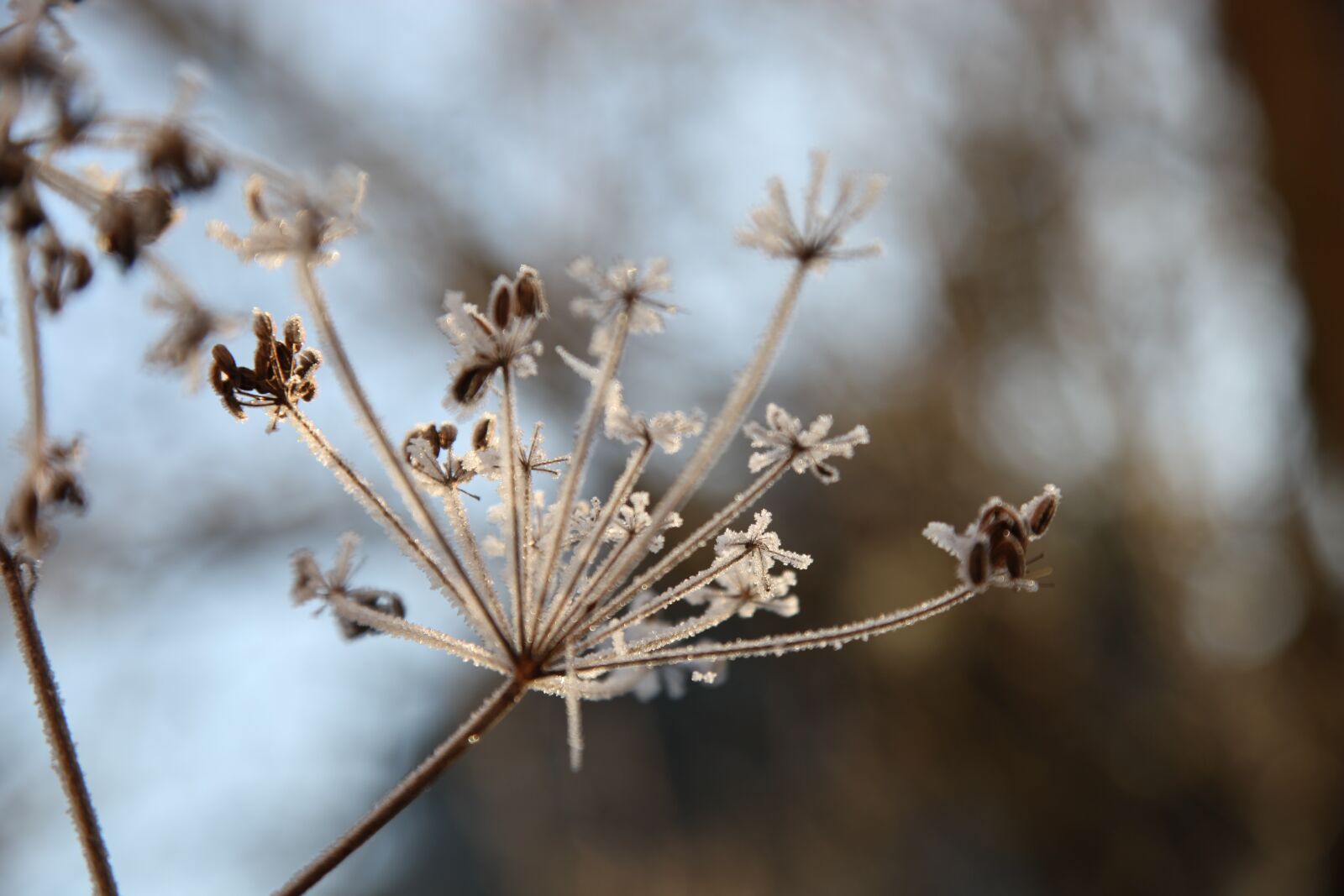 Canon EOS 5D Mark II sample photo. Frost, winter, rocks photography
