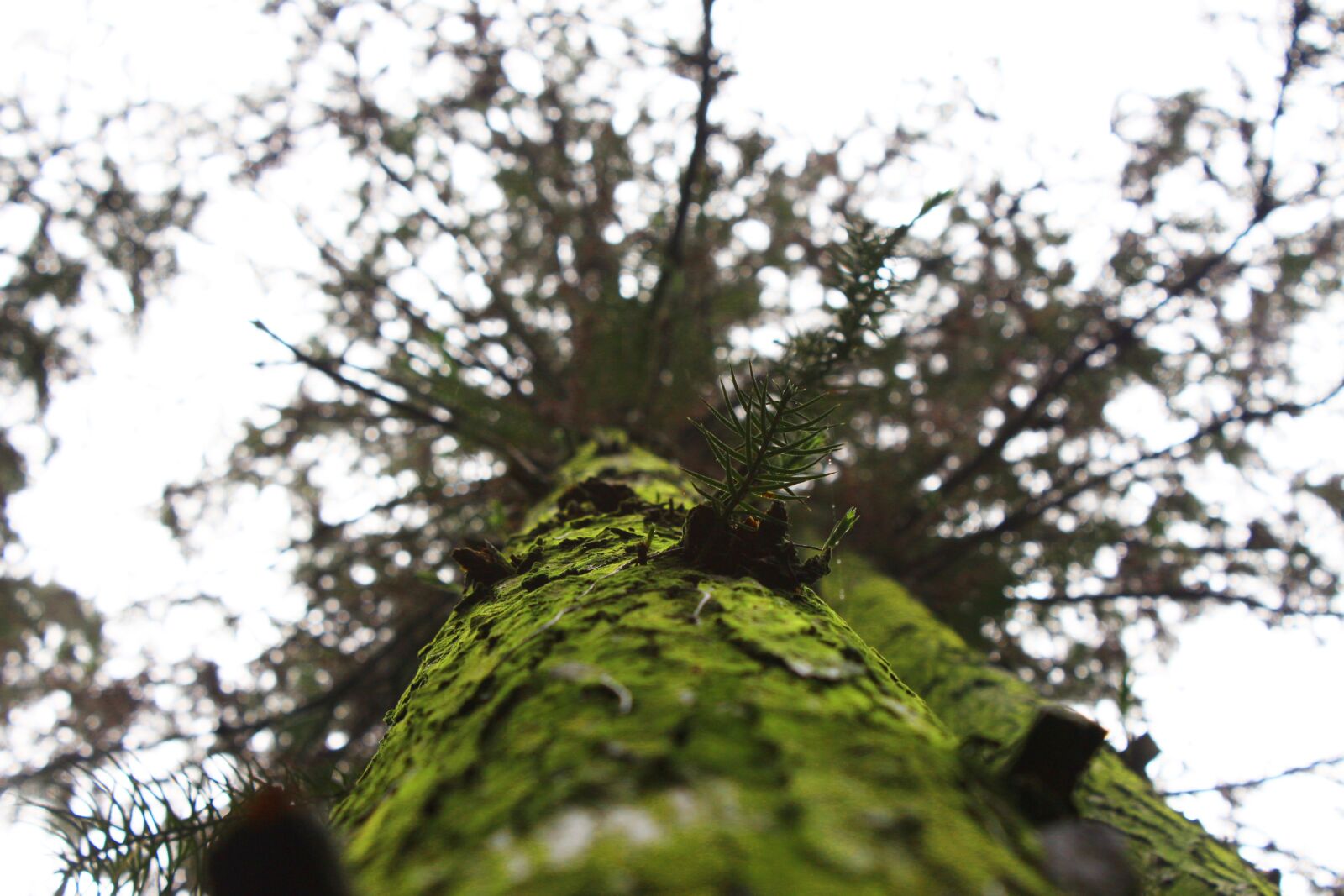 Canon EOS 650D (EOS Rebel T4i / EOS Kiss X6i) sample photo. Vintage, classic, old photography