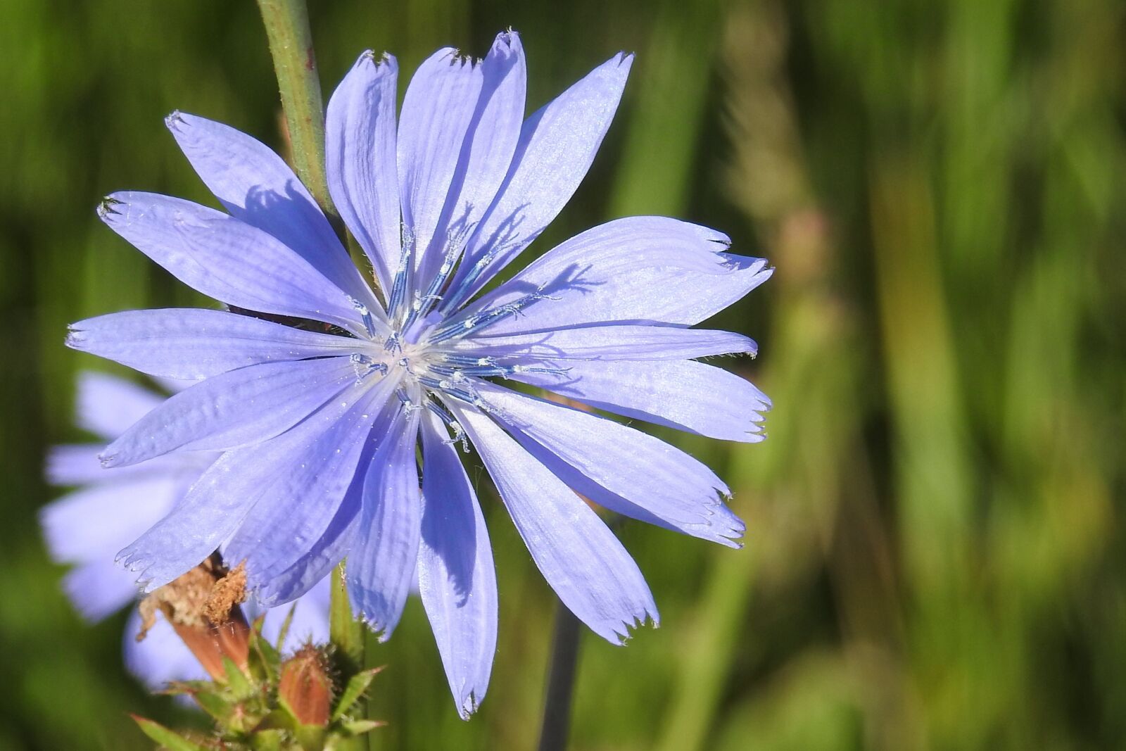 Nikon Coolpix P900 sample photo. Chicory, wild flower, blossom photography