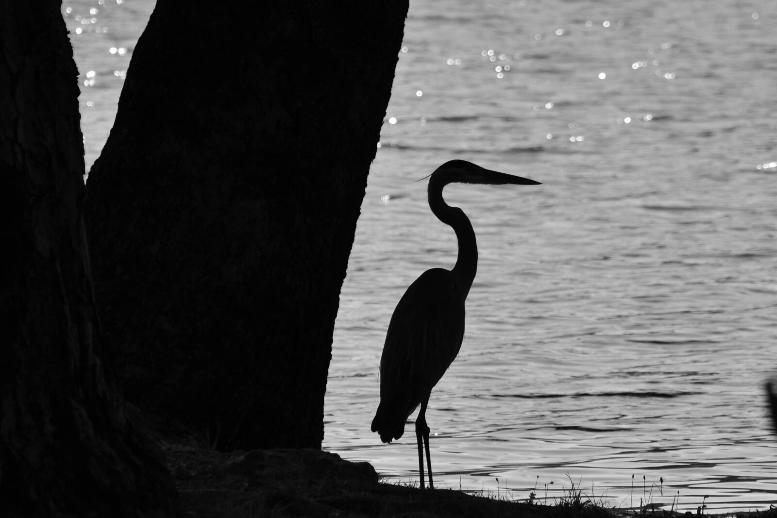 Nikon D3100 sample photo. Heron, bird, water photography
