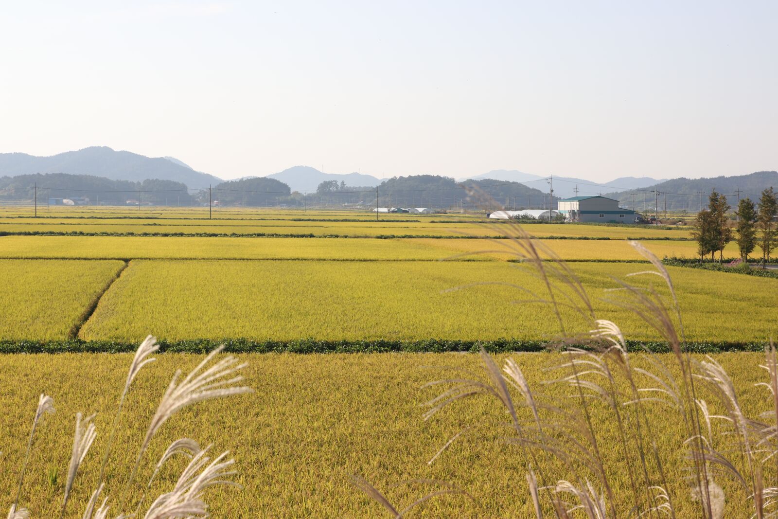 Canon EOS 80D sample photo. Plain, ch, rice paddies photography