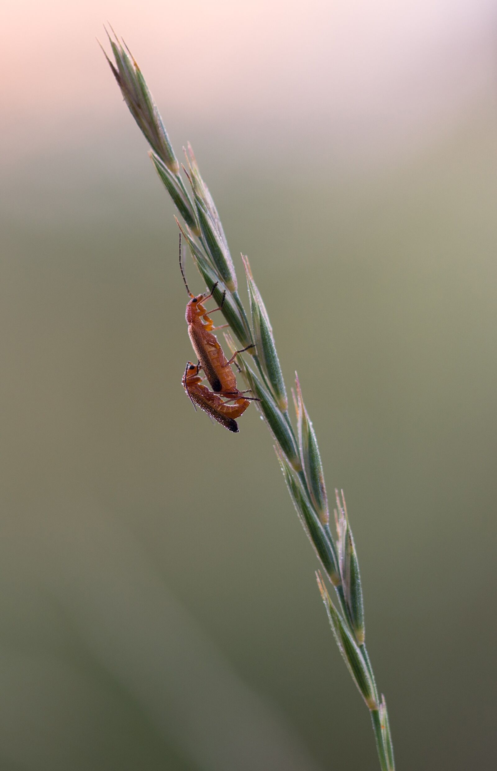 Sony SLT-A77 + 105mm F2.8 sample photo. Beetle, blade of grass photography