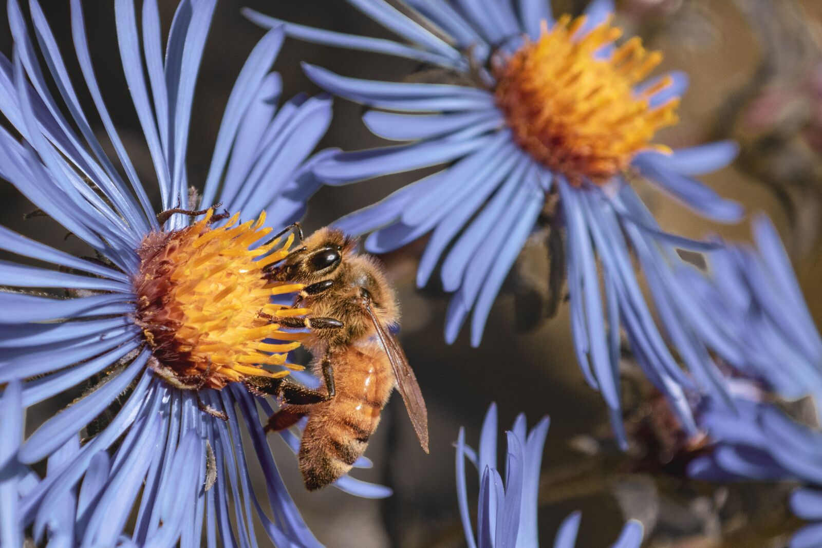 Nikon D5600 sample photo. Bee, flower, bug photography