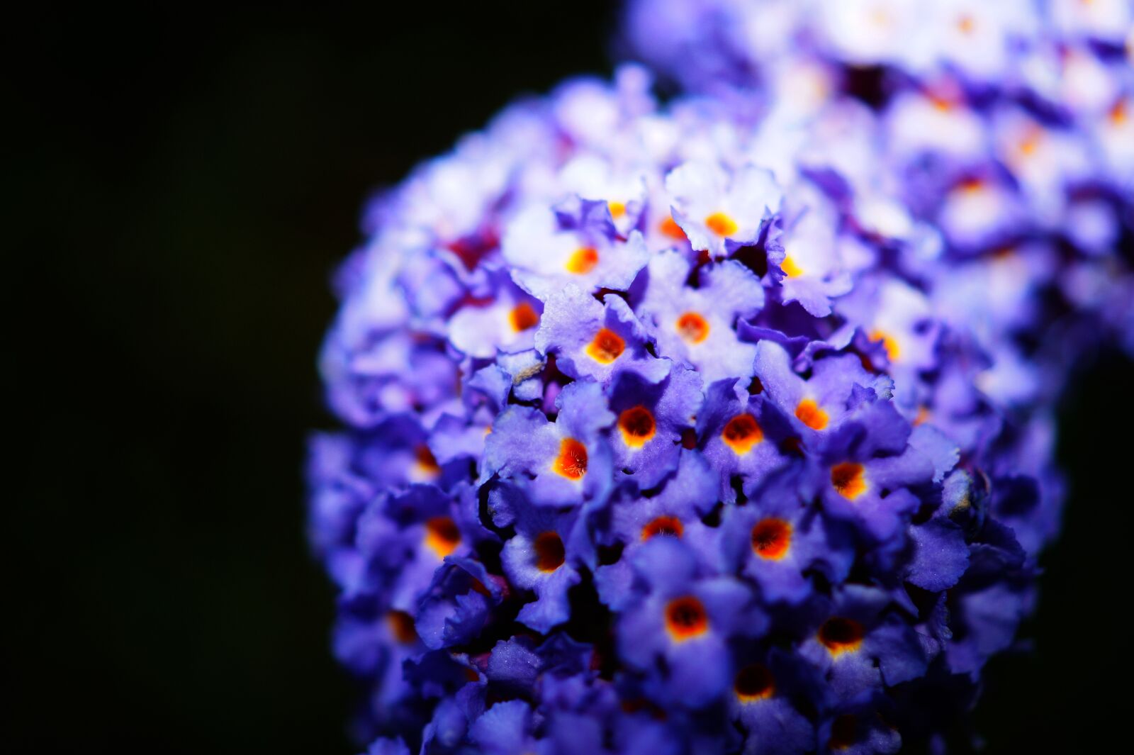 Sony DT 30mm F2.8 Macro SAM sample photo. Close, up, view, flowers photography