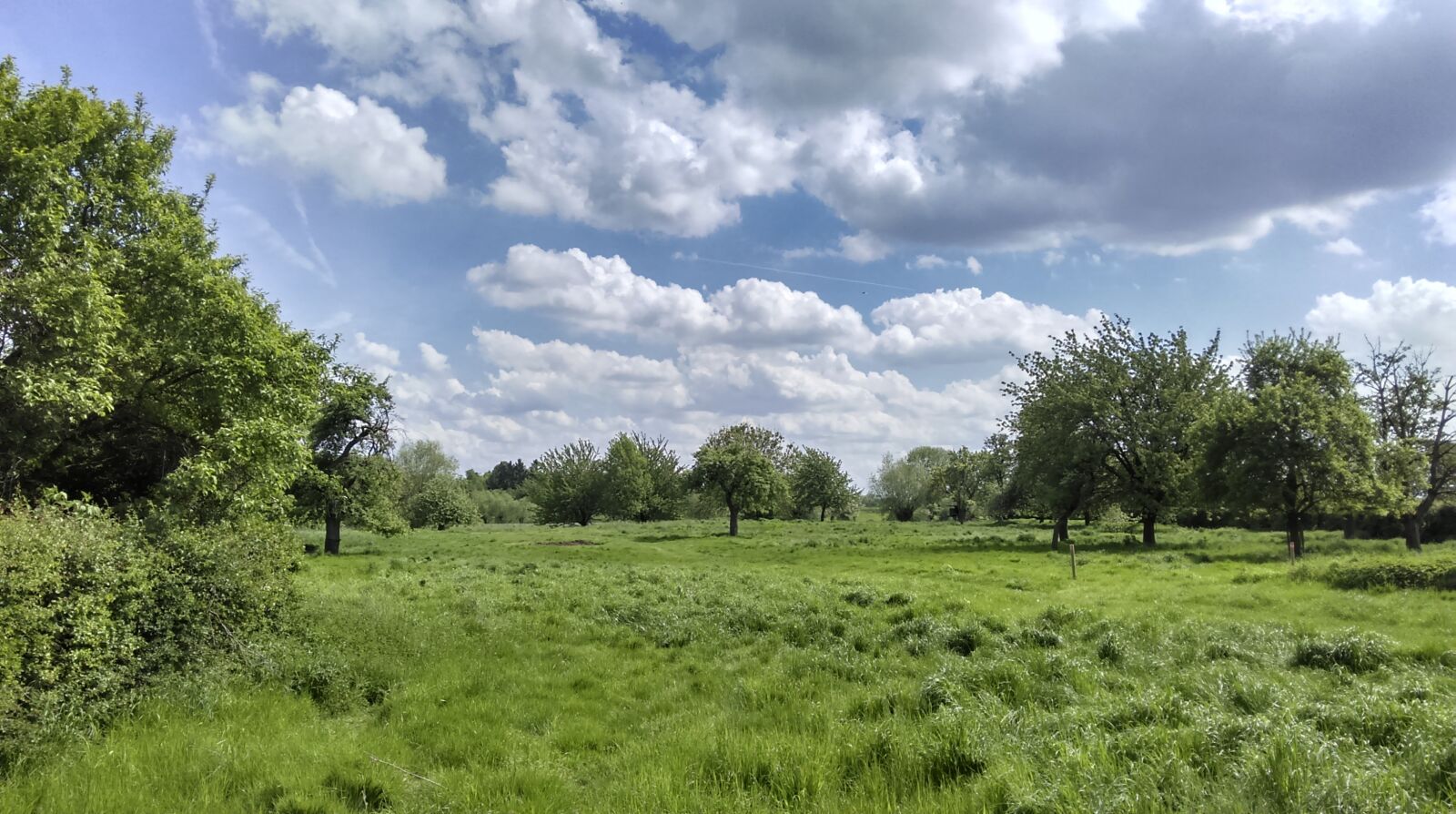 HTC ONE MINI 2 sample photo. Meadow, trees landscape, sky photography
