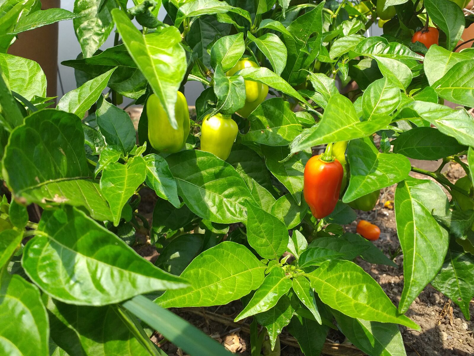 Samsung Galaxy J4+ sample photo. Plant, green, nature photography